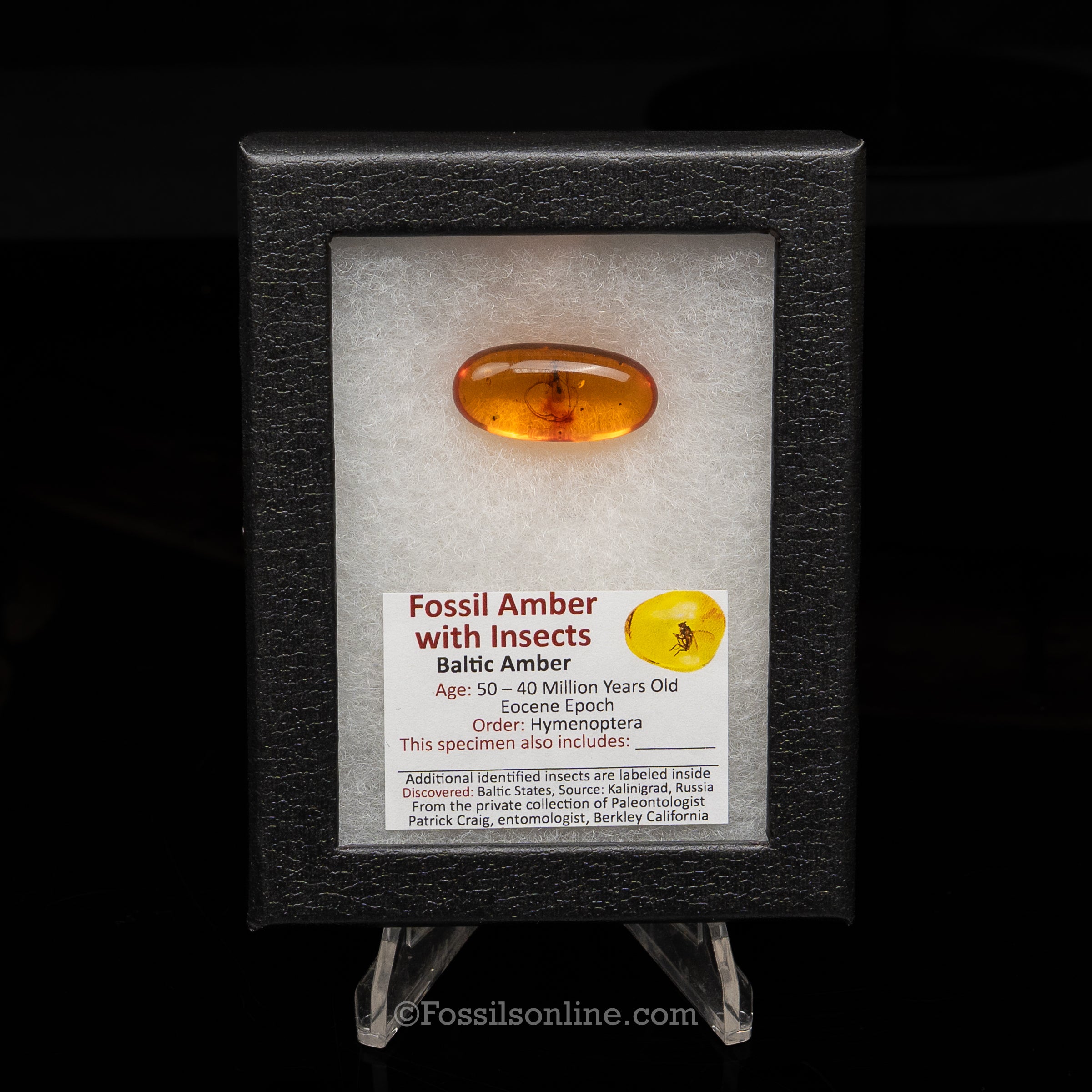 Dinosaur Age Amber with a Hymenoptera