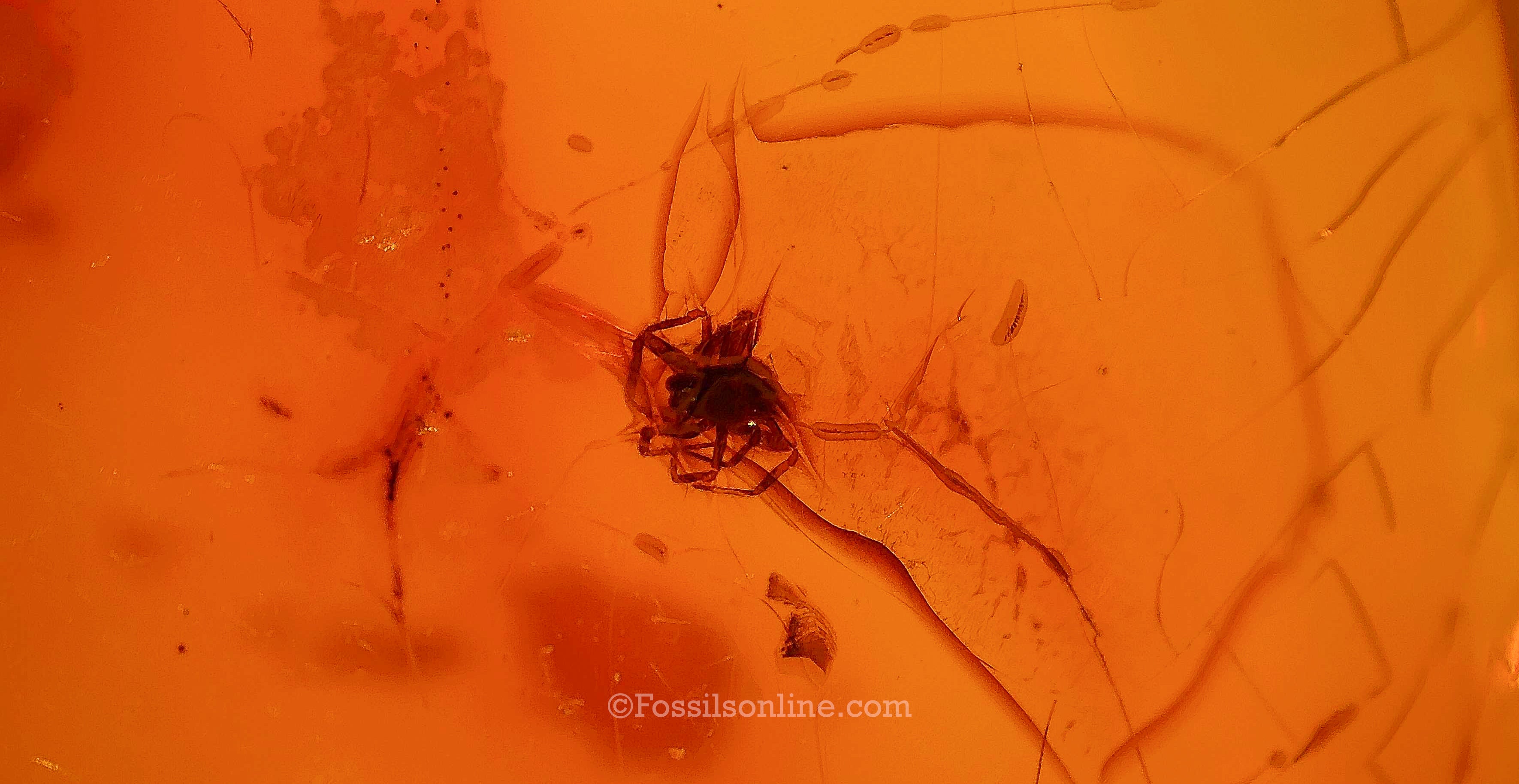 Dinosaur Age Amber with a Scuttle Fly (Phoridae) and Spider