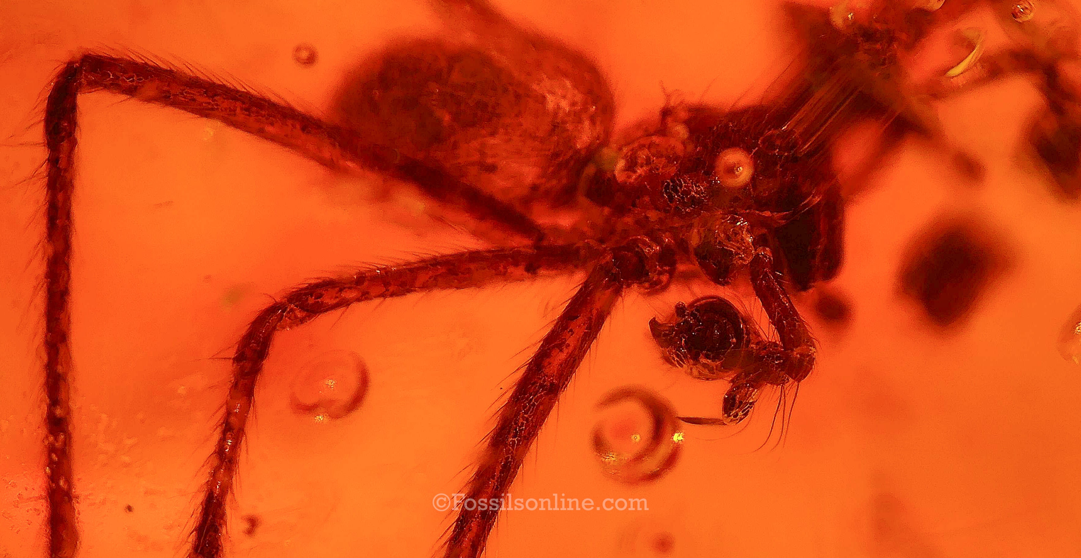 Dinosaur Age Amber with a Funnel Web Spider (Agelenidae)