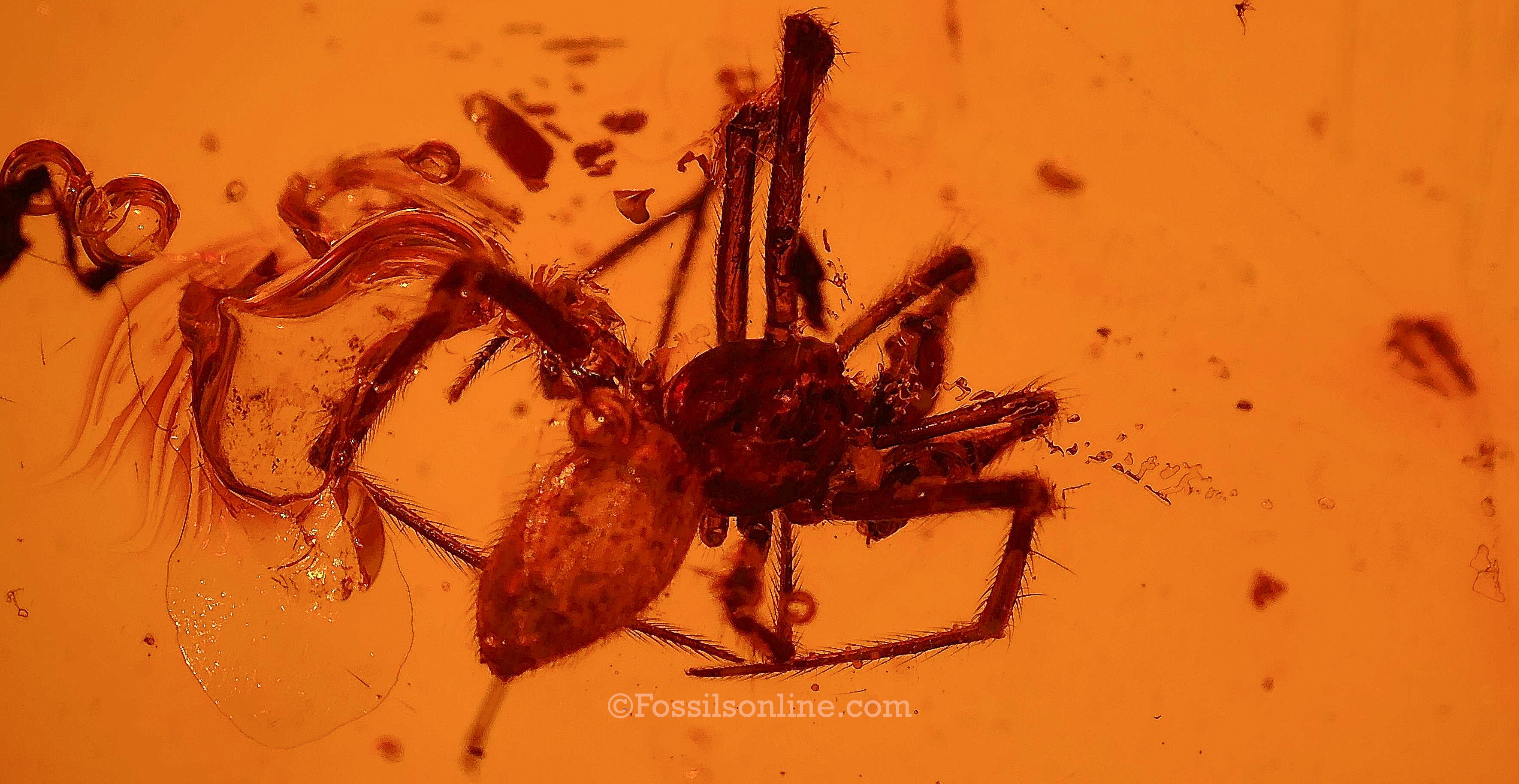 Dinosaur Age Amber with a Spider (Araneae), insects and wood bark
