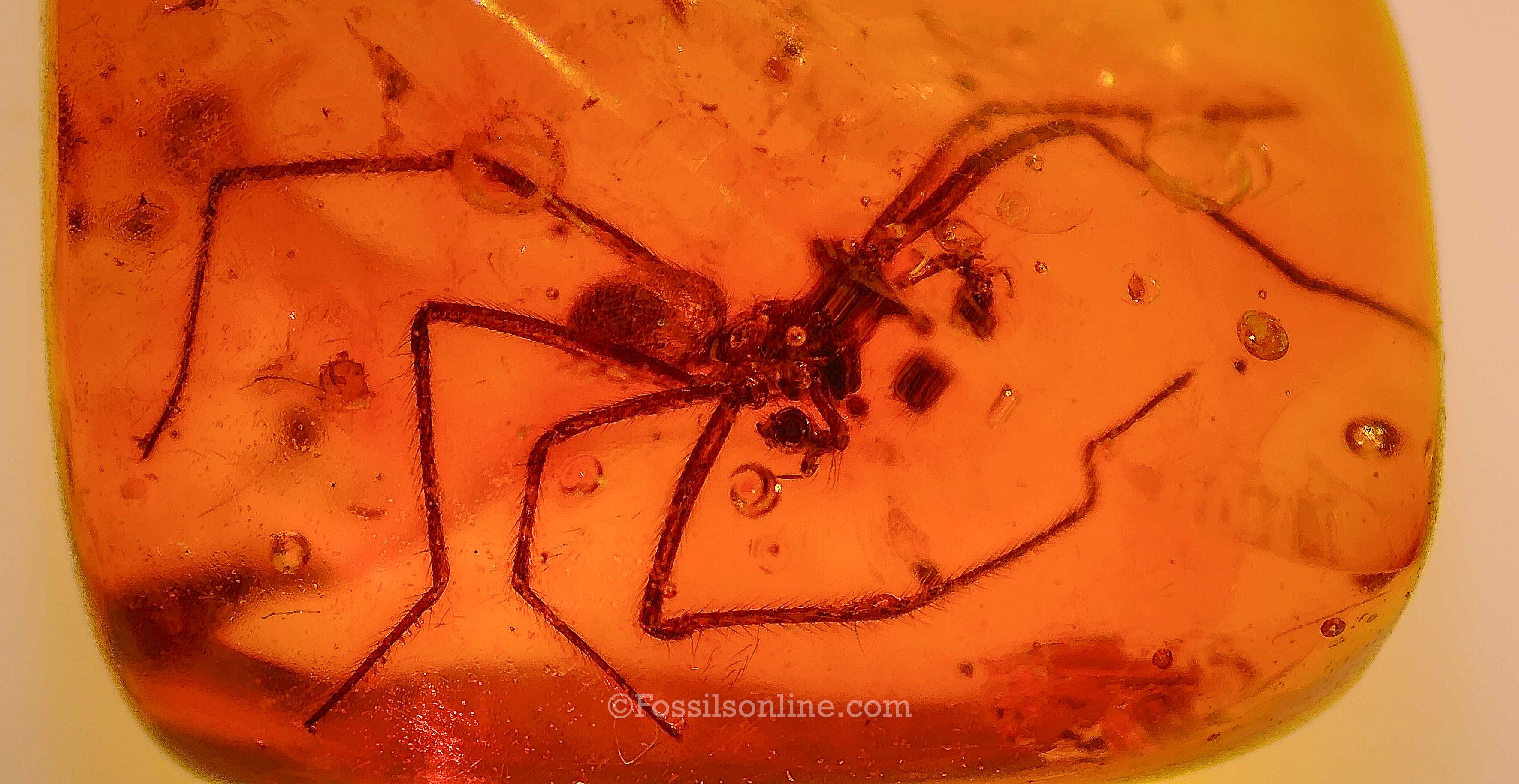 Dinosaur Age Amber with a Funnel Web Spider (Agelenidae)
