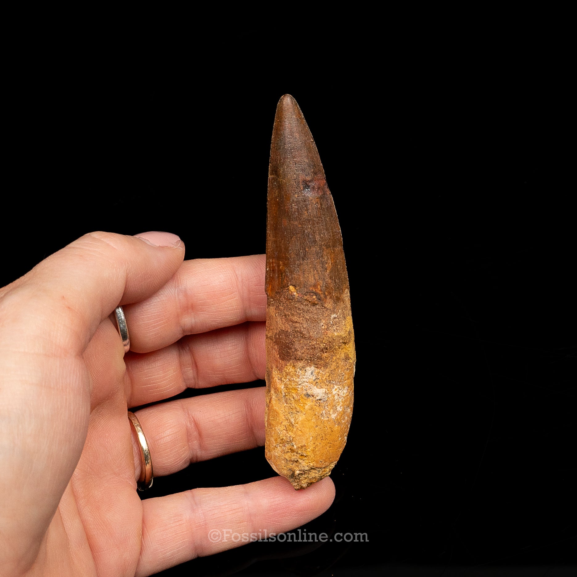 Spinosaurus Dinosaur Tooth Lg Case