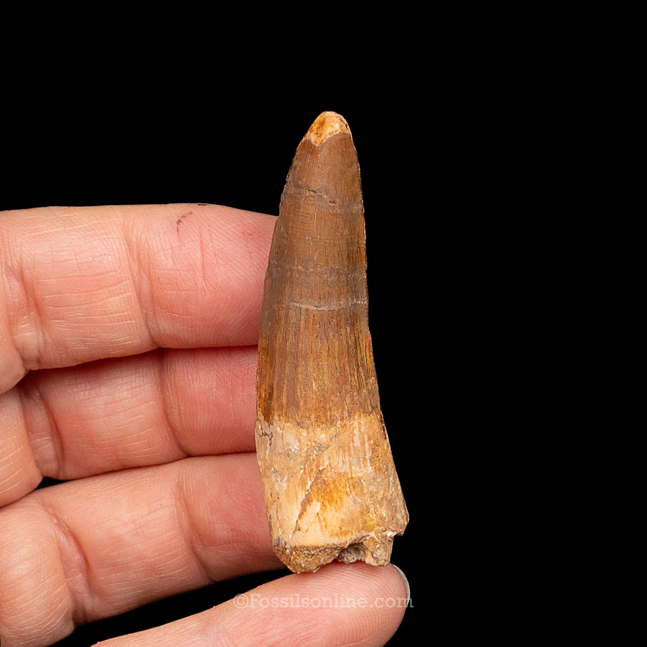 Spinosaurus Dinosaur Tooth Med Case