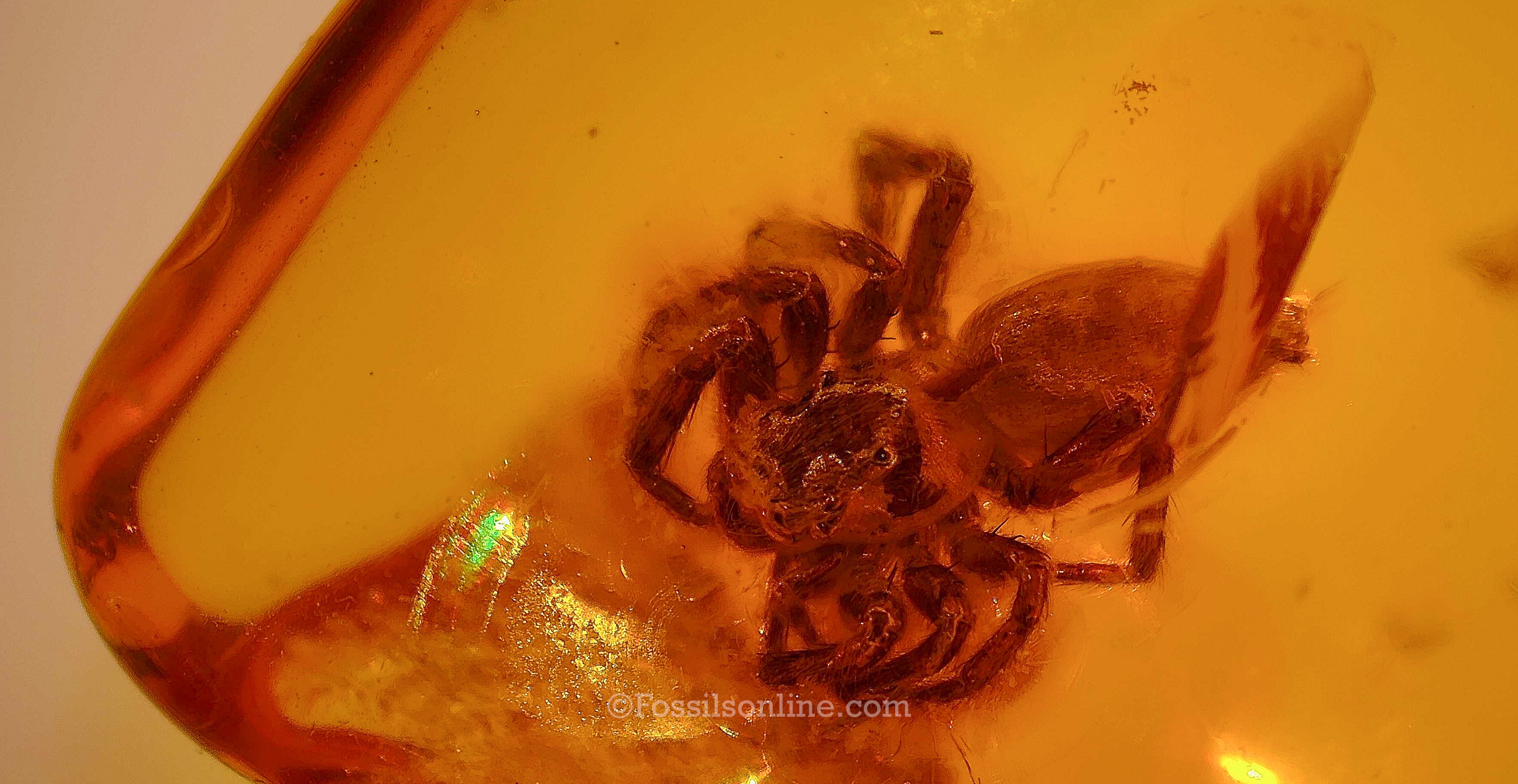 Dinosaur Age Amber with a Spider (Araneae)