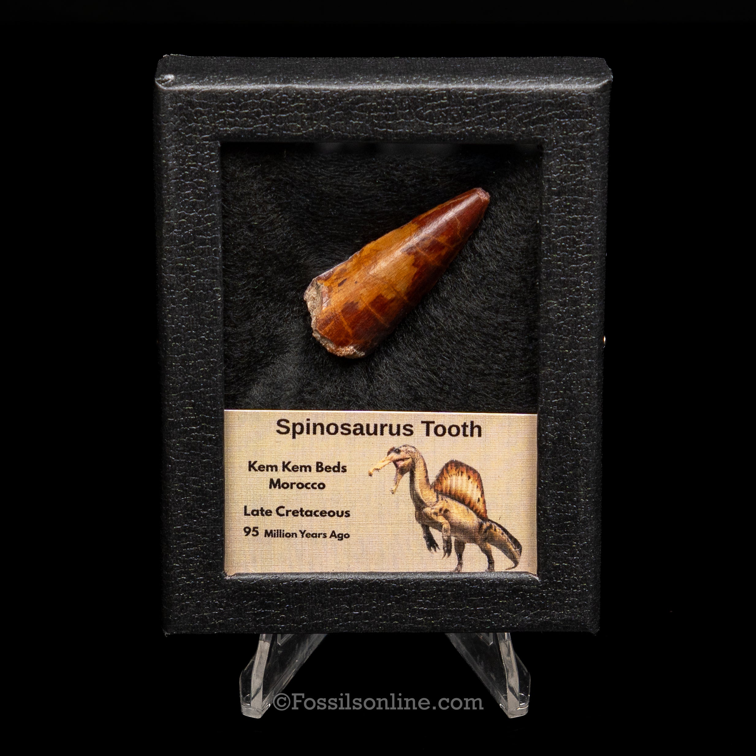Premium Spinosaurus Dinosaur Tooth Sm Case
