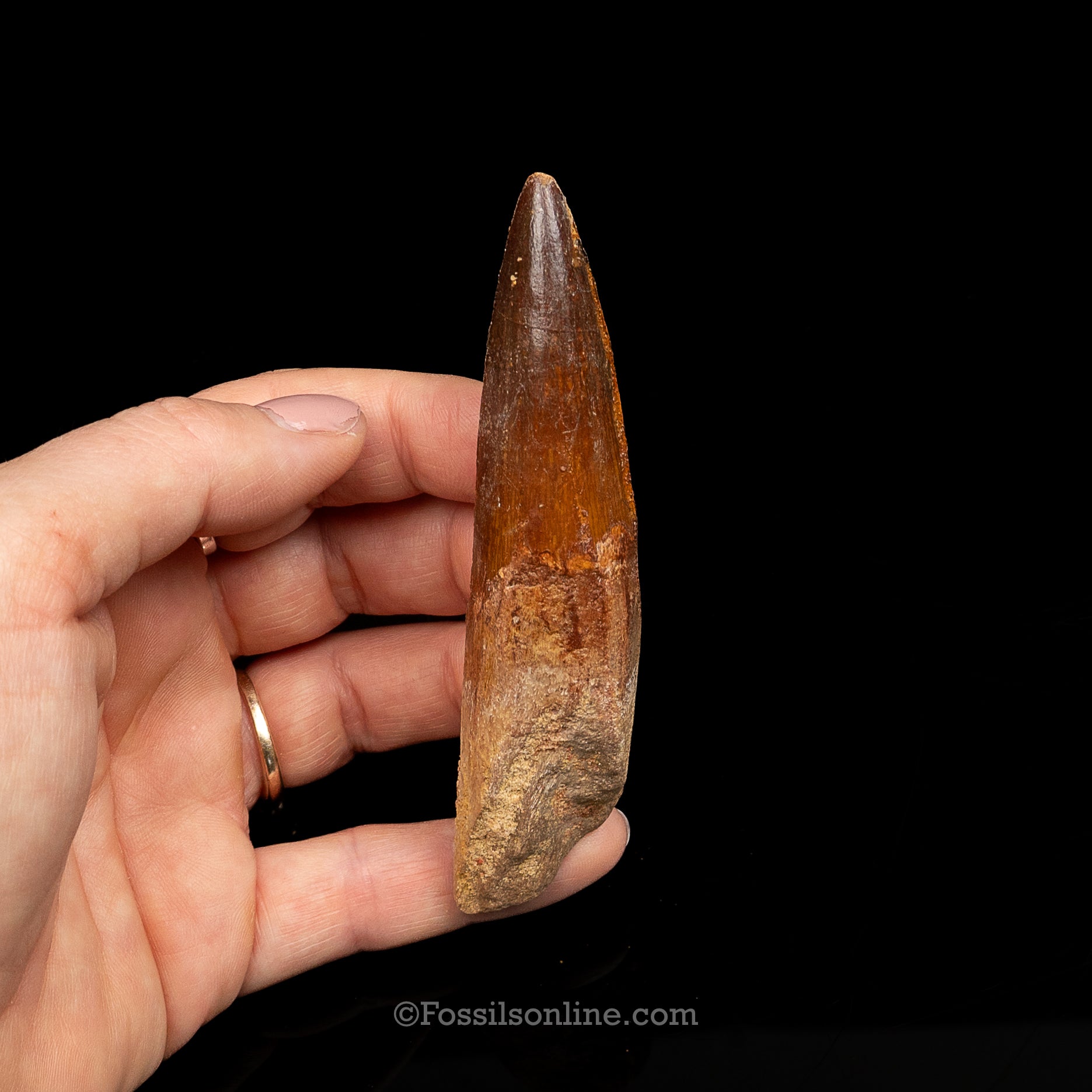 Spinosaurus Dinosaur Tooth Lg Case