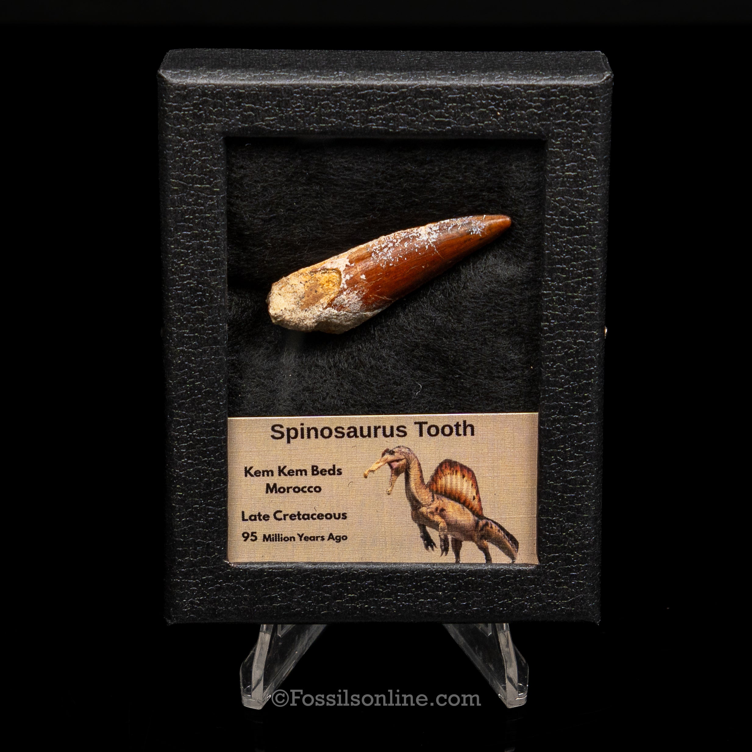 Premium Spinosaurus Dinosaur Tooth Sm Case