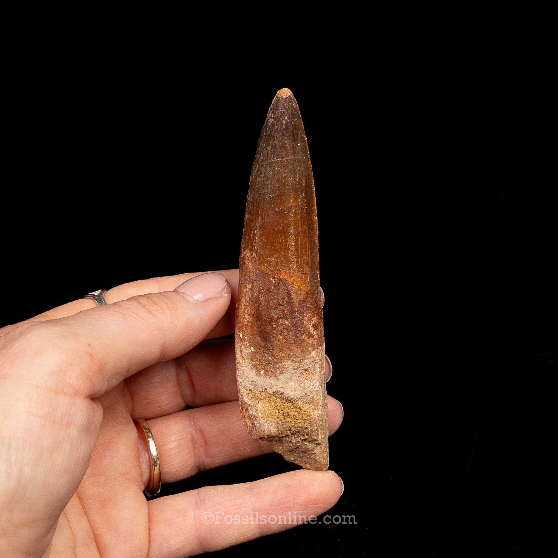 Spinosaurus Dinosaur Tooth Lg Case