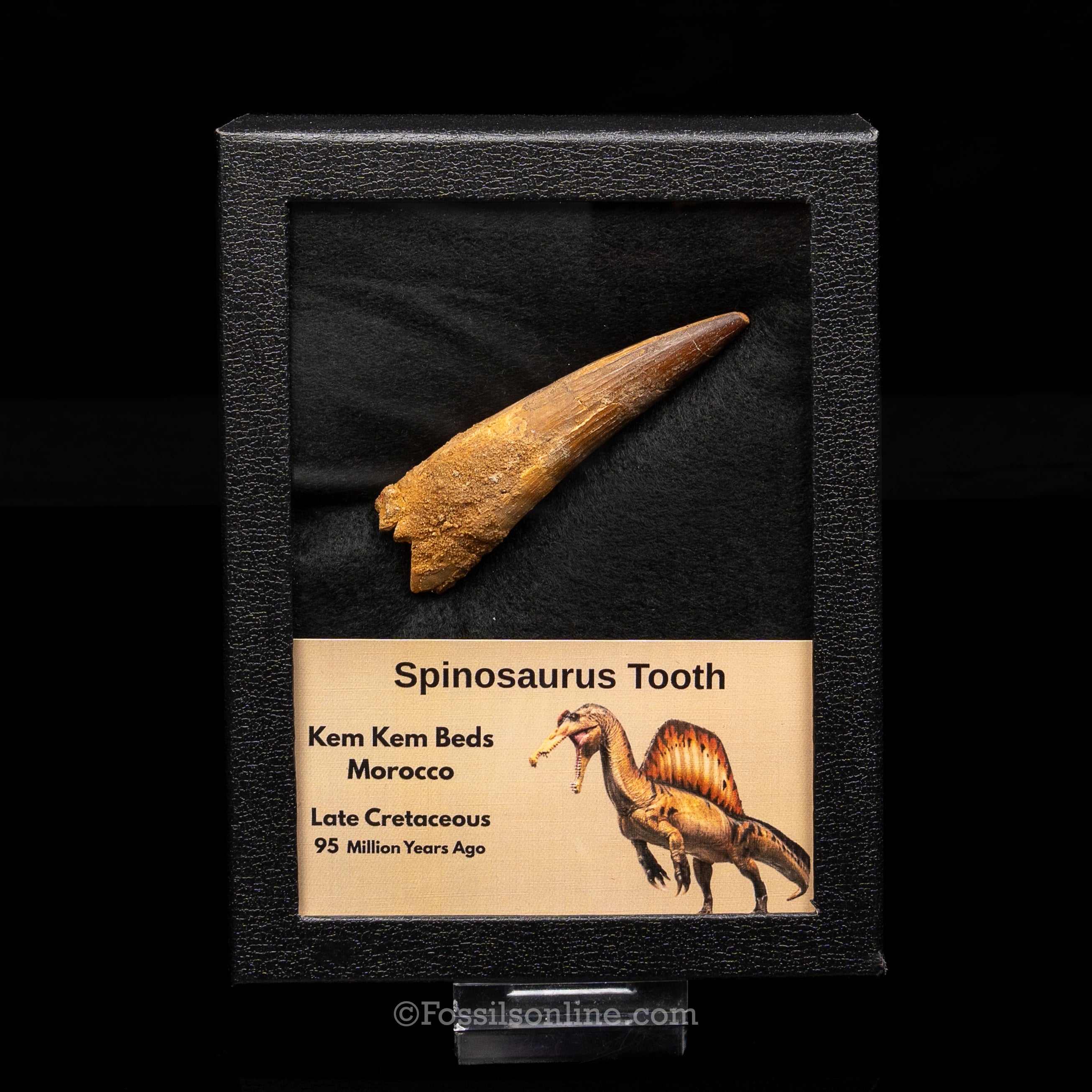 Spinosaurus Dinosaur Tooth Lg Case