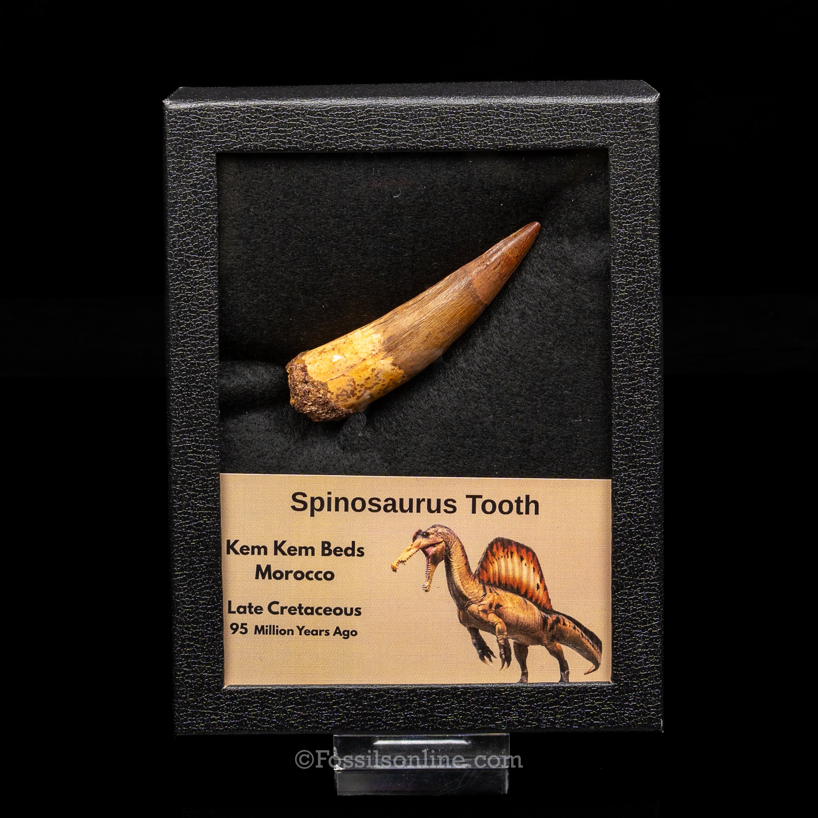 Spinosaurus Dinosaur Tooth Lg Case