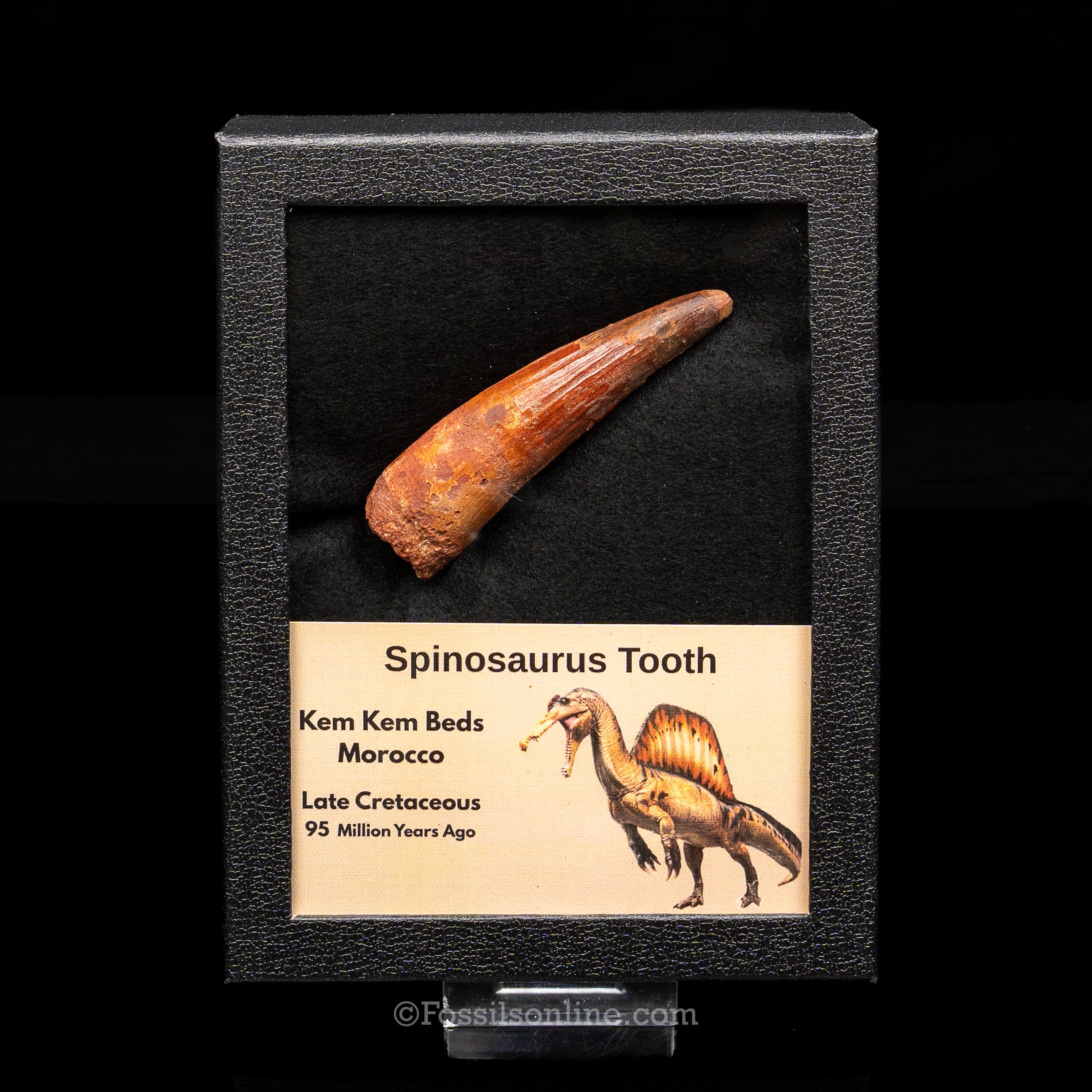 Spinosaurus Dinosaur Tooth Lg Case