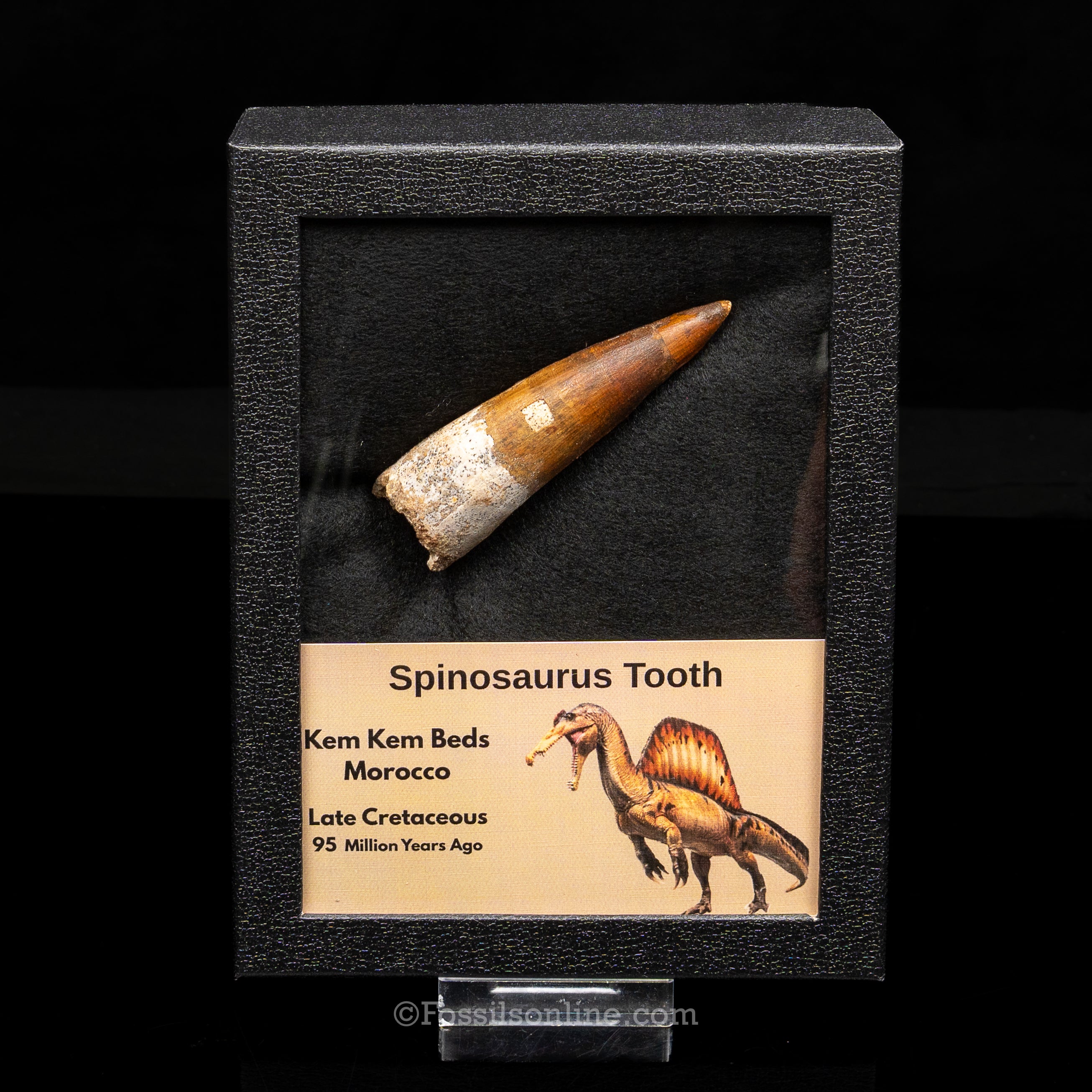 Spinosaurus Dinosaur Tooth Lg Case