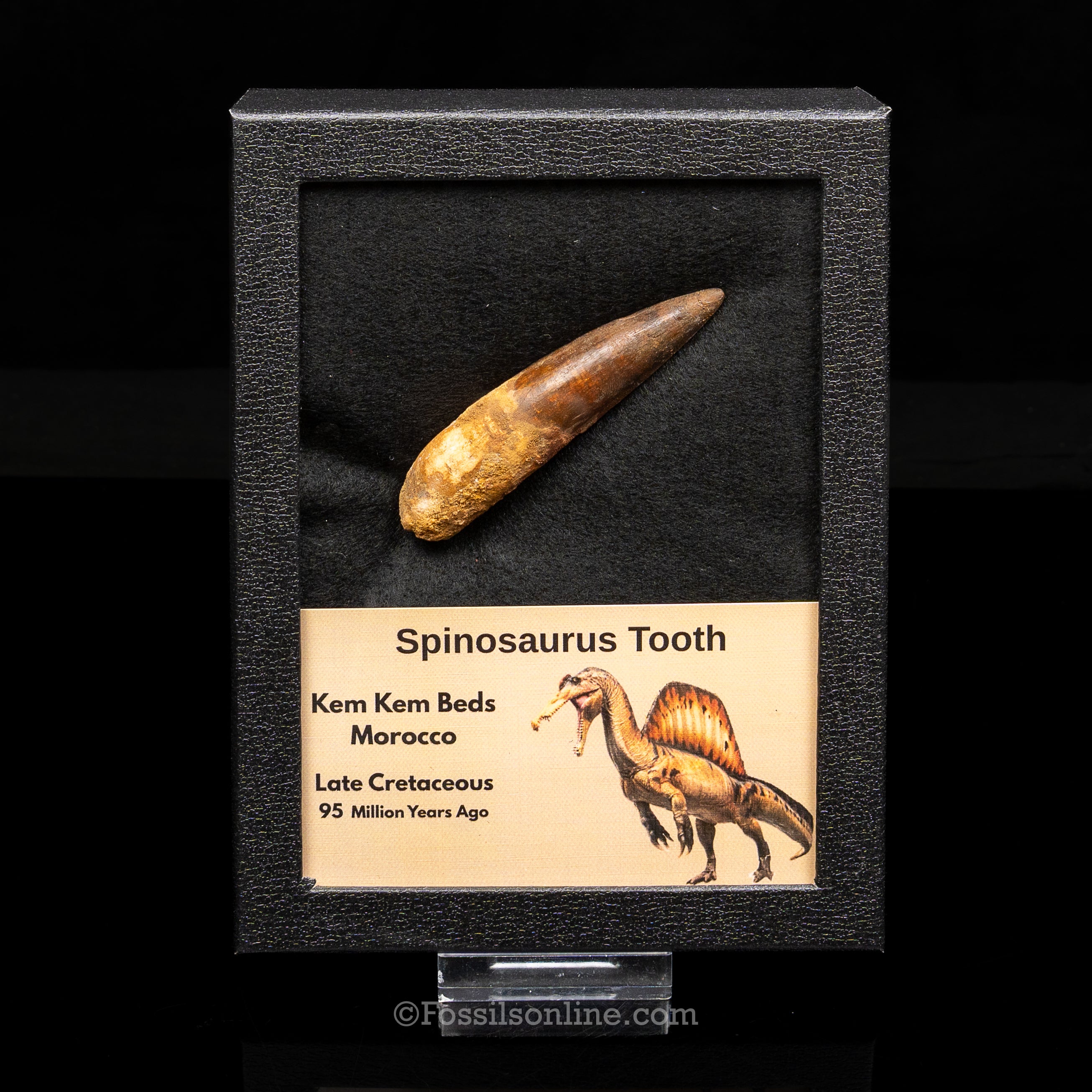 Spinosaurus Dinosaur Tooth Lg Case