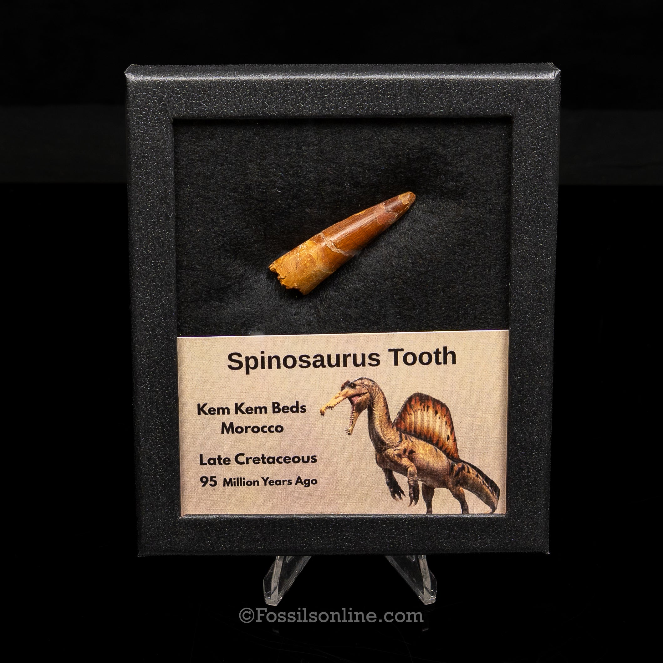 Spinosaurus Dinosaur Tooth Med Case