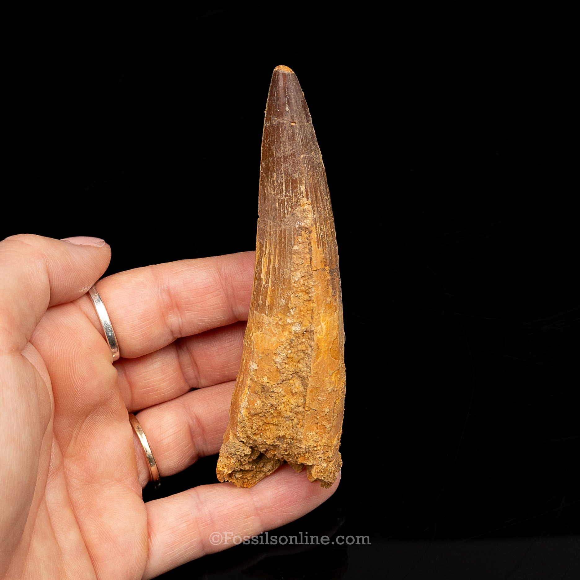 Spinosaurus Dinosaur Tooth Lg Case