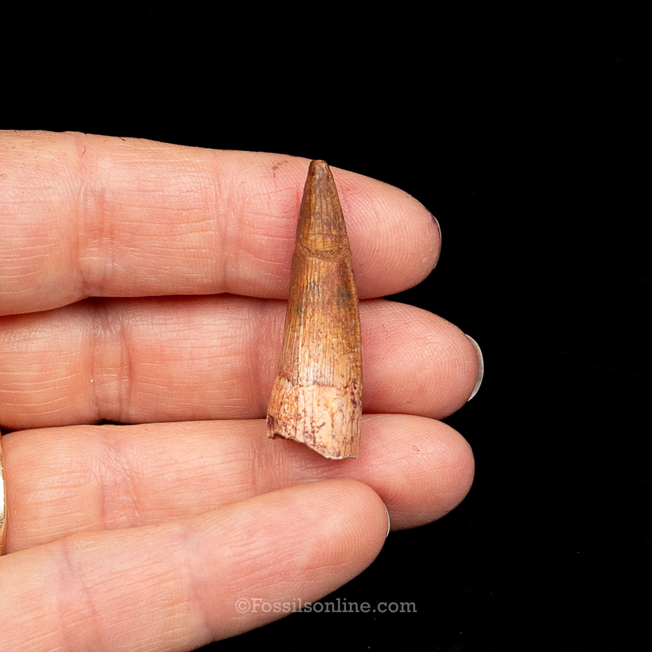 Premium Spinosaurus Dinosaur Tooth Sm Case