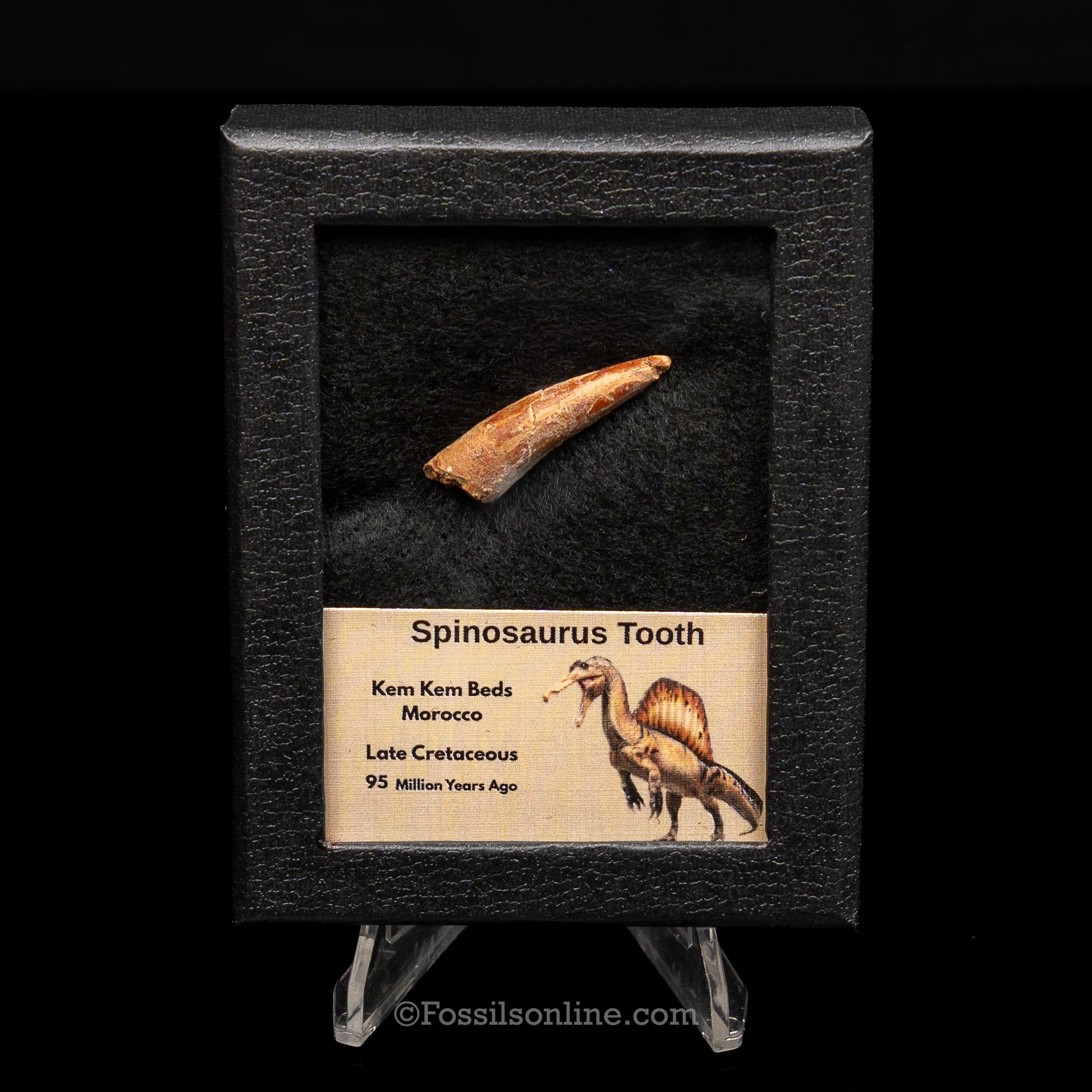 Spinosaurus Dinosaur Tooth Sm Case