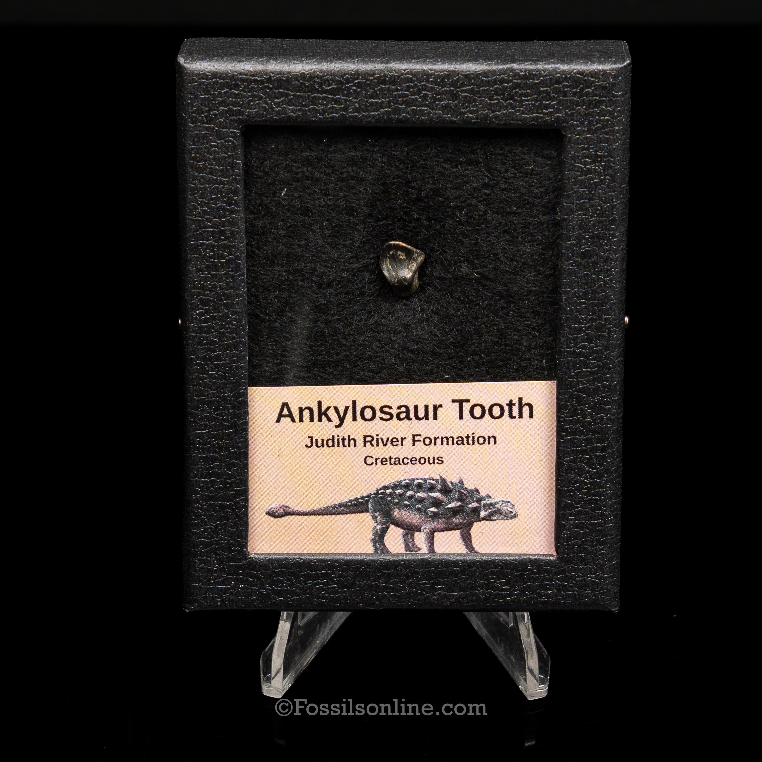 Ankylosaur Tooth In SM Display Case