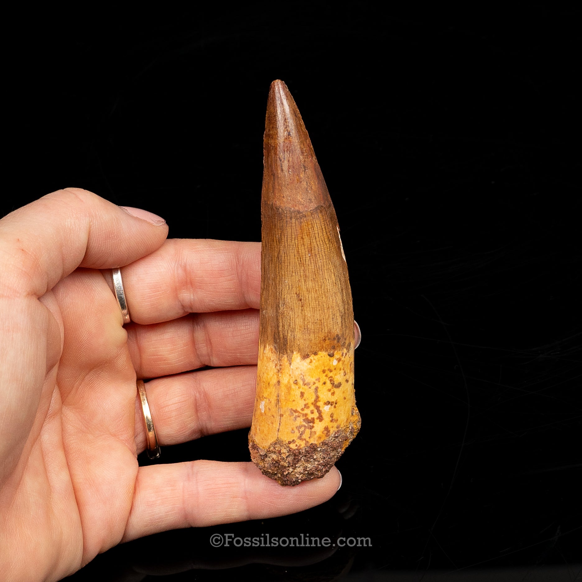 Spinosaurus Dinosaur Tooth Lg Case