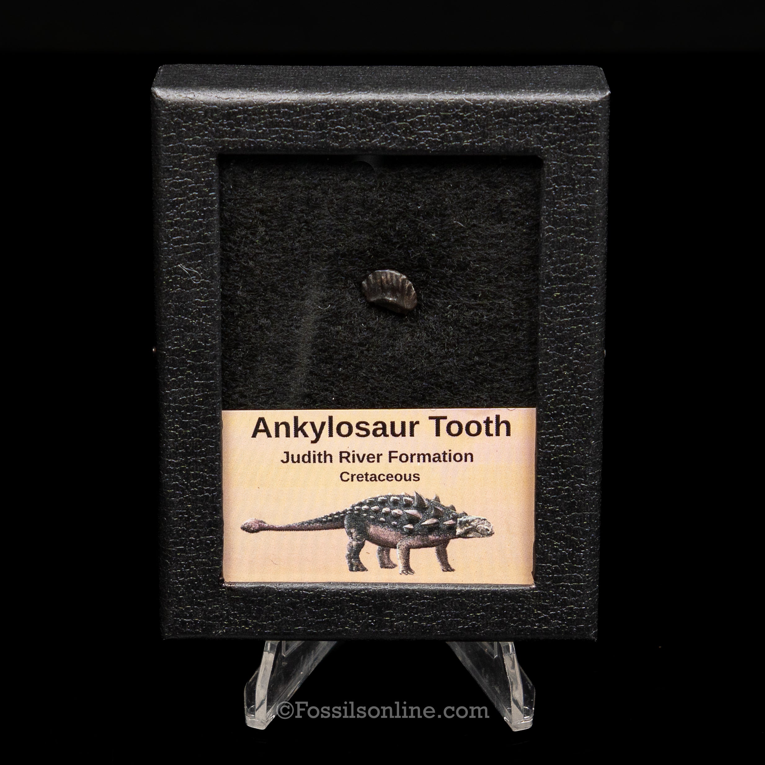 Ankylosaur Tooth In SM Display Case