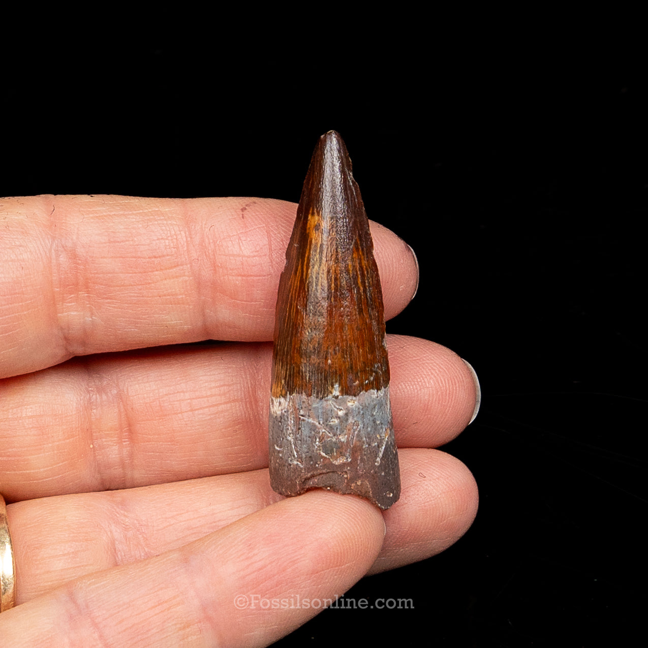 Premium Spinosaurus Dinosaur Tooth Sm Case