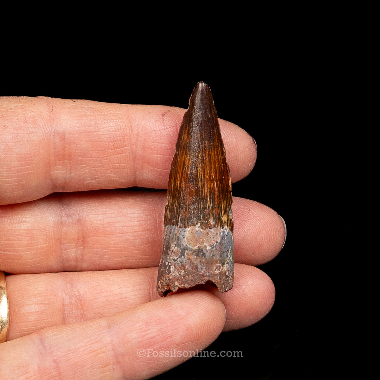 Premium Spinosaurus Dinosaur Tooth Sm Case