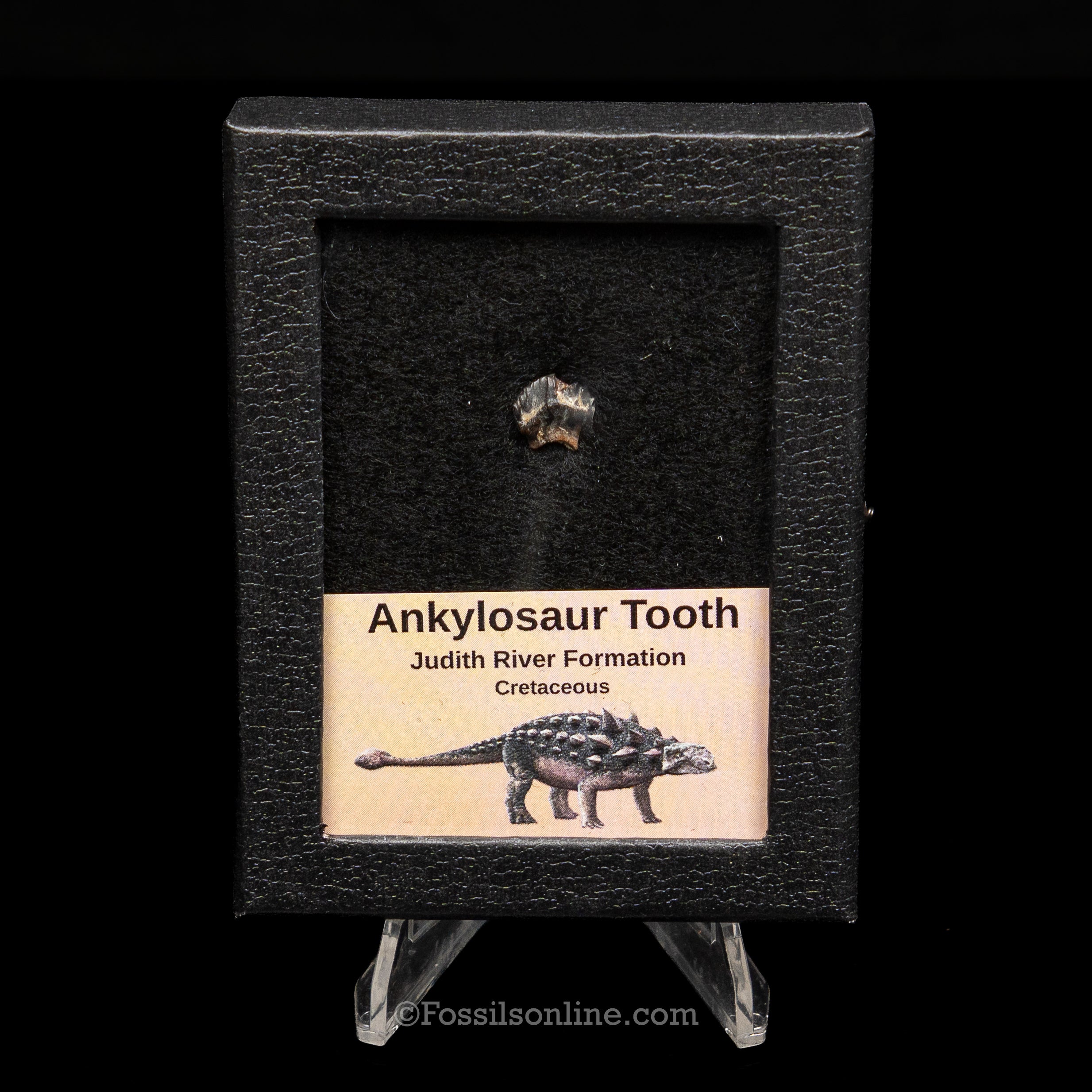 Ankylosaur Tooth In SM Display Case