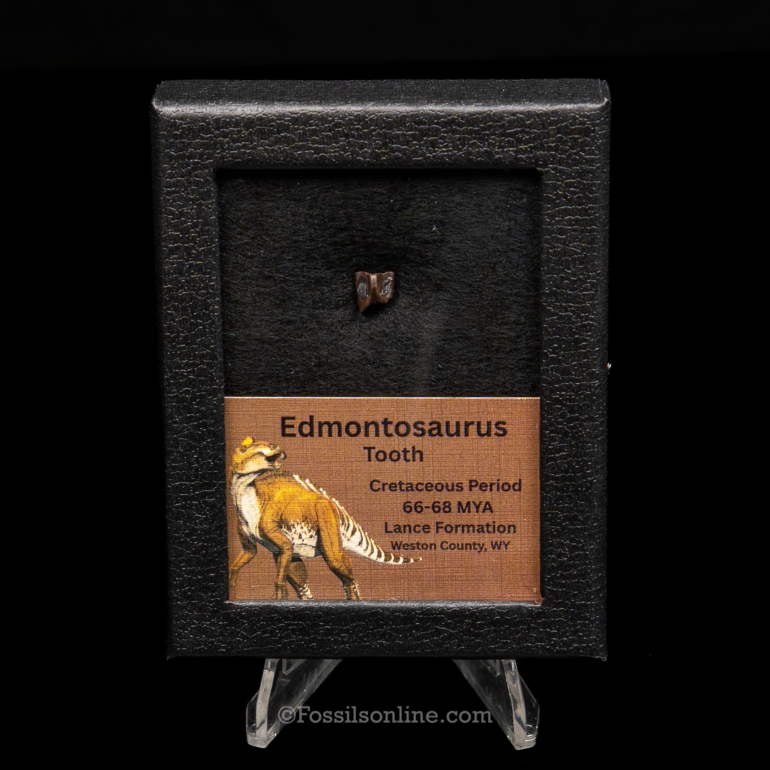 Edmontosaurus Tooth Sm Case