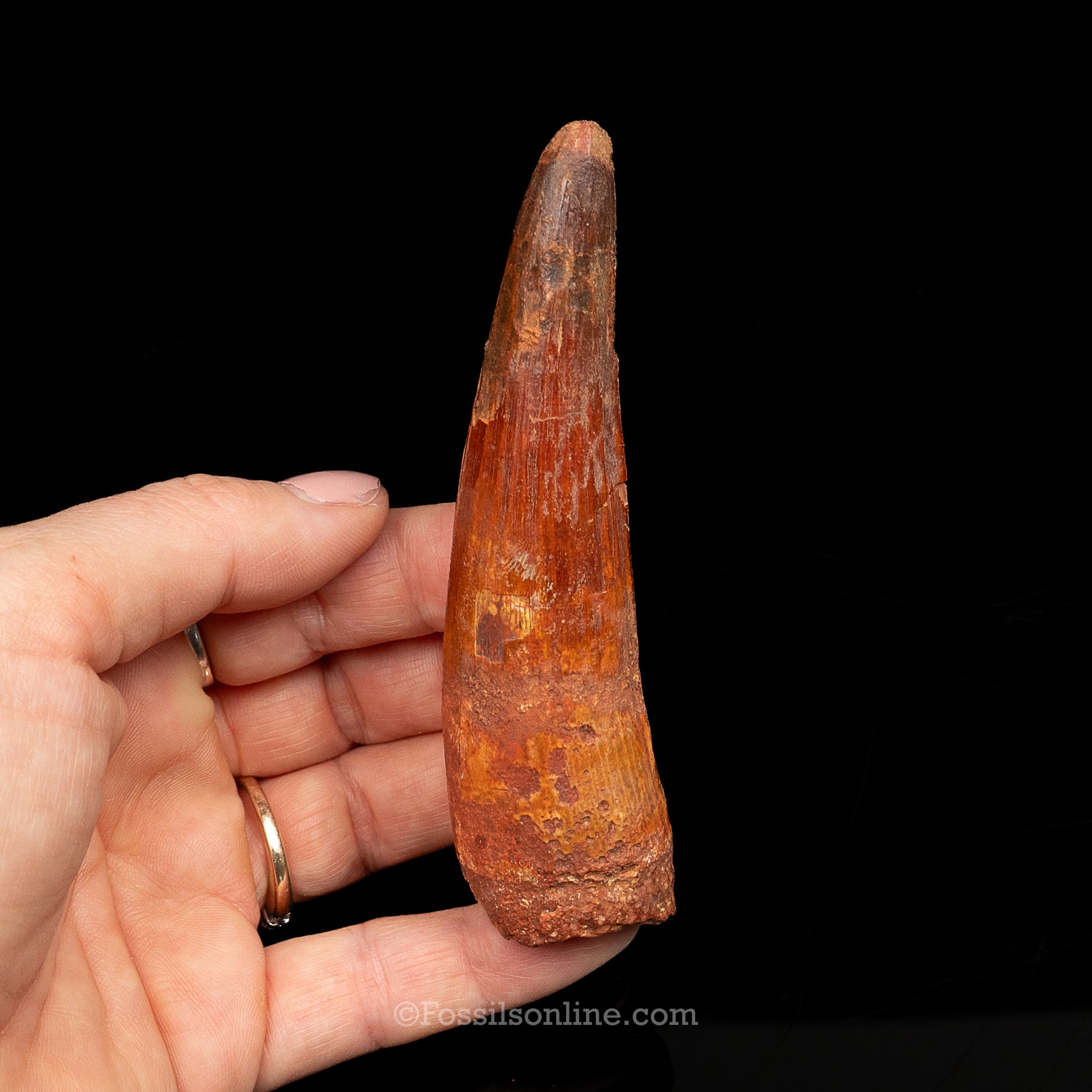 Spinosaurus Dinosaur Tooth Lg Case