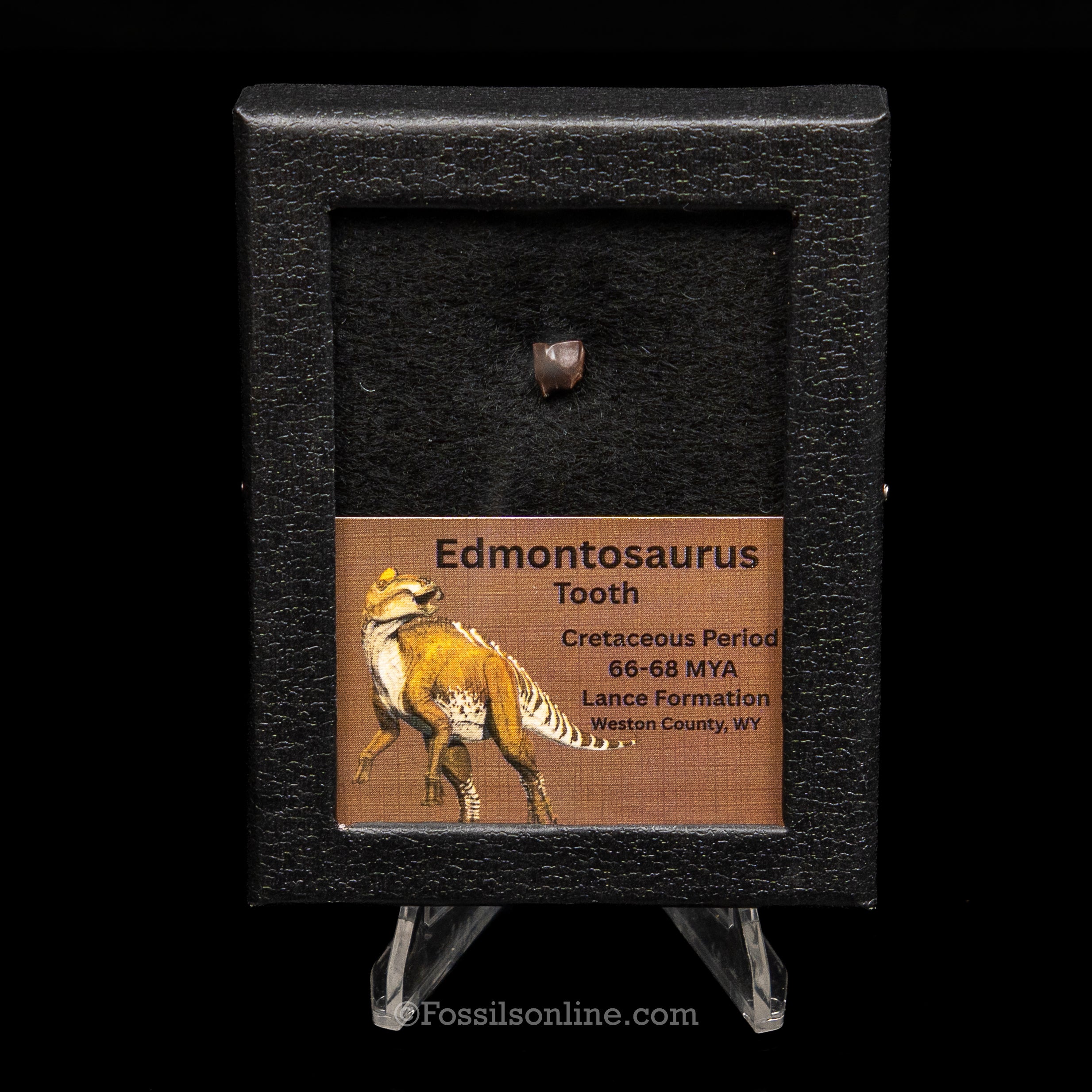 Edmontosaurus Tooth Sm Case