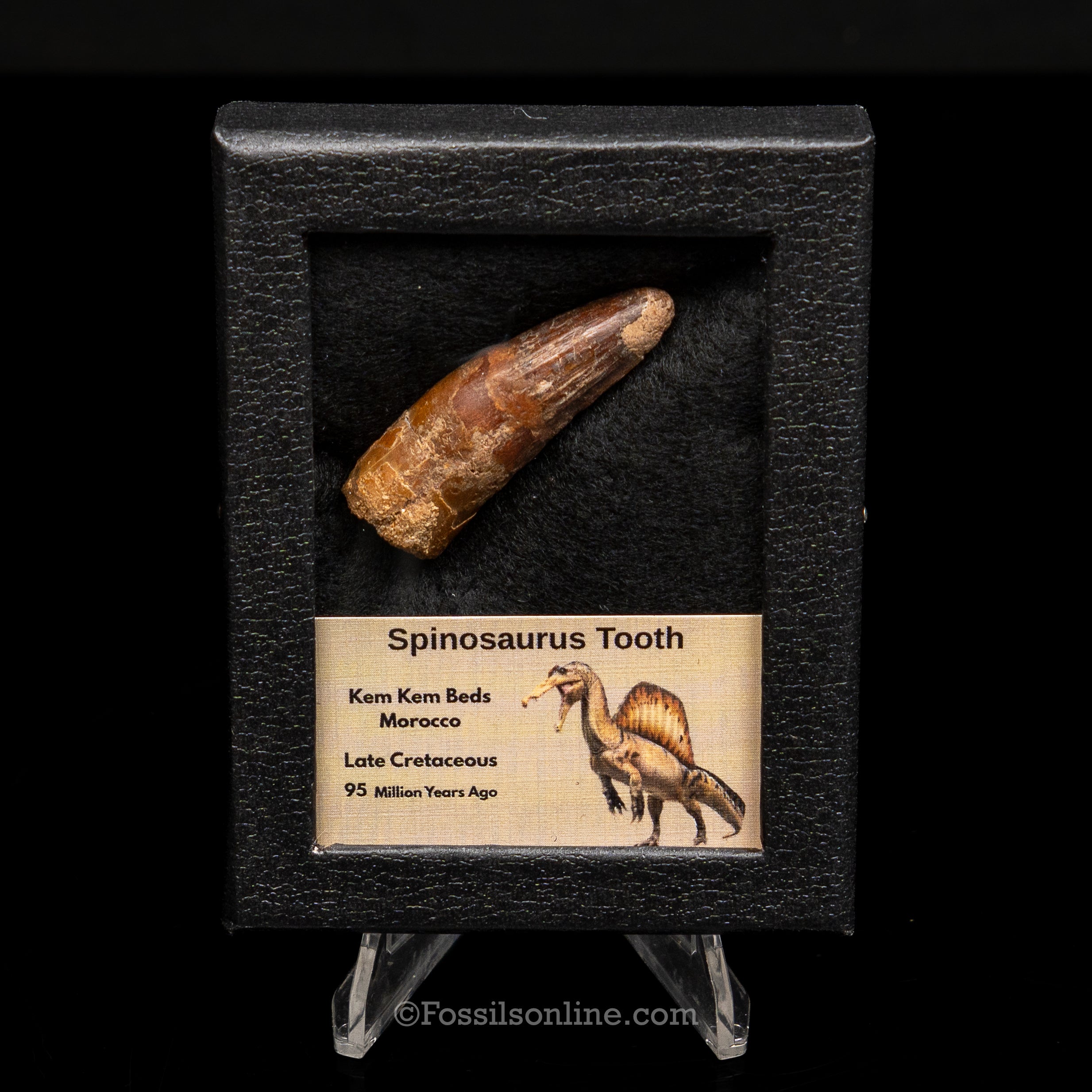 Spinosaurus Dinosaur Tooth Sm Case