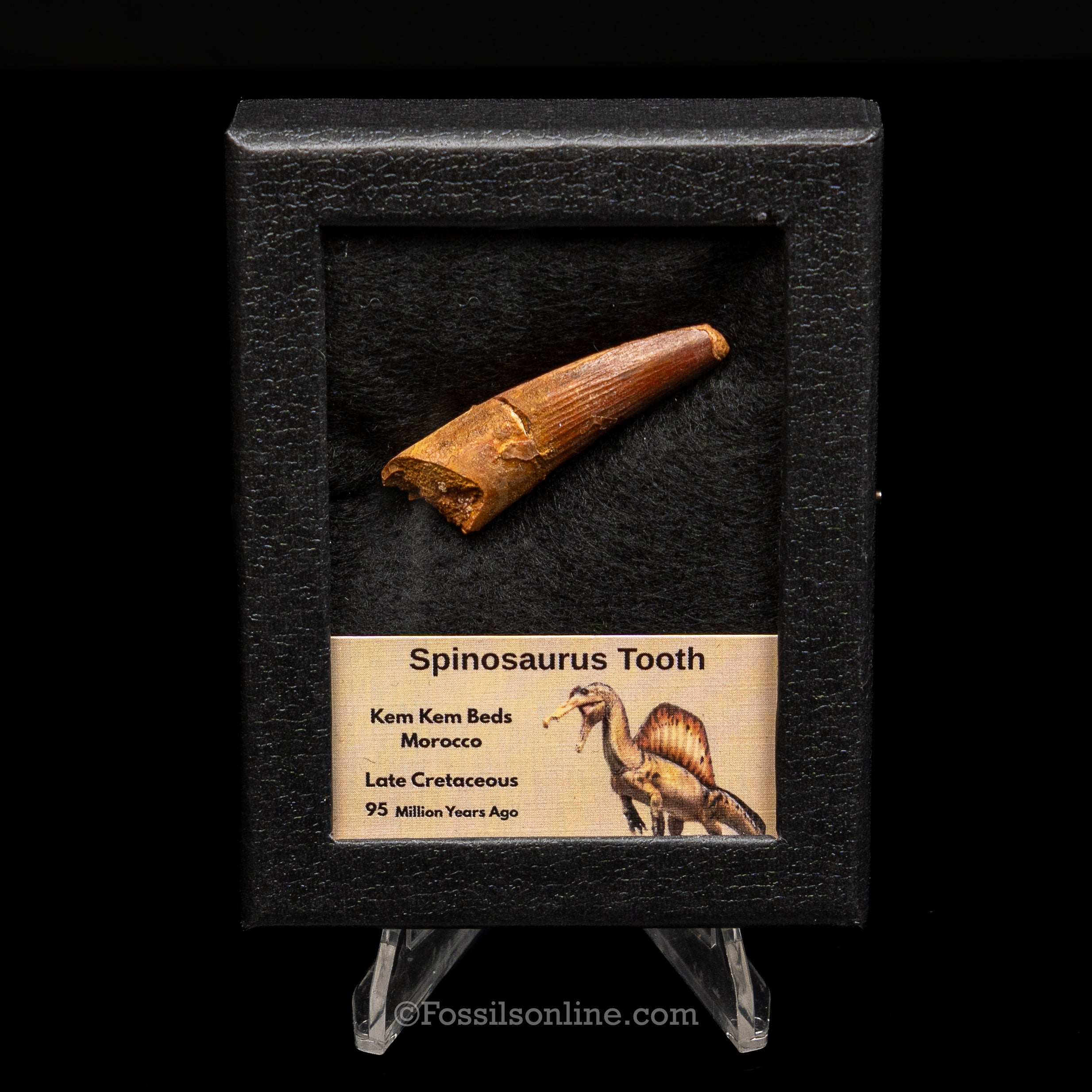 Spinosaurus Dinosaur Tooth Sm Case