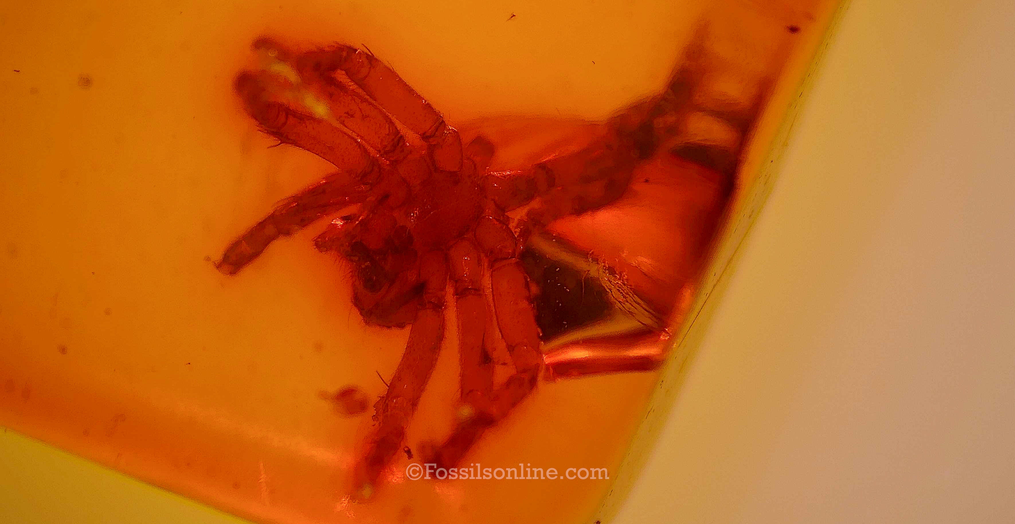 Dinosaur Age Amber with a Spider (Araneae)