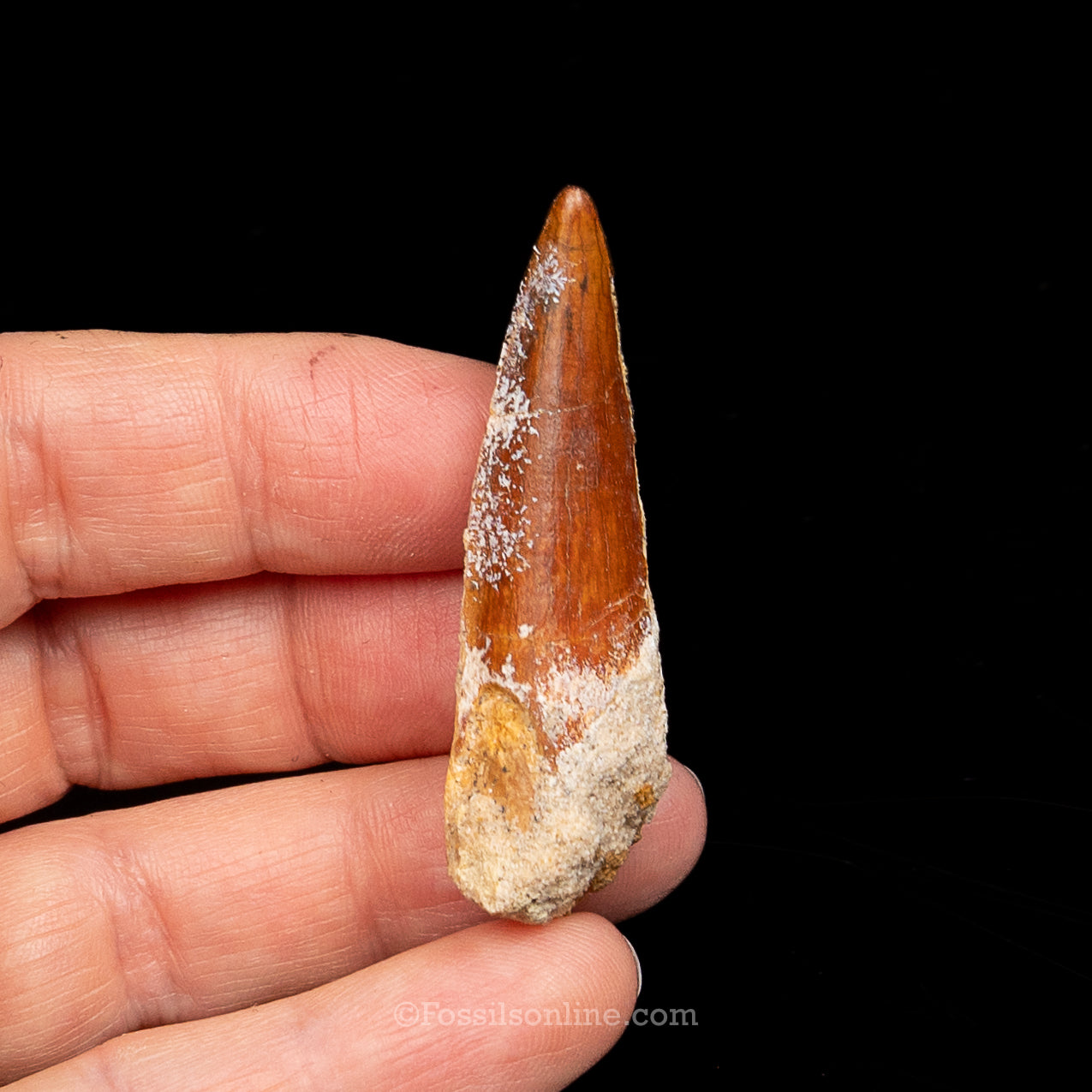 Premium Spinosaurus Dinosaur Tooth Sm Case