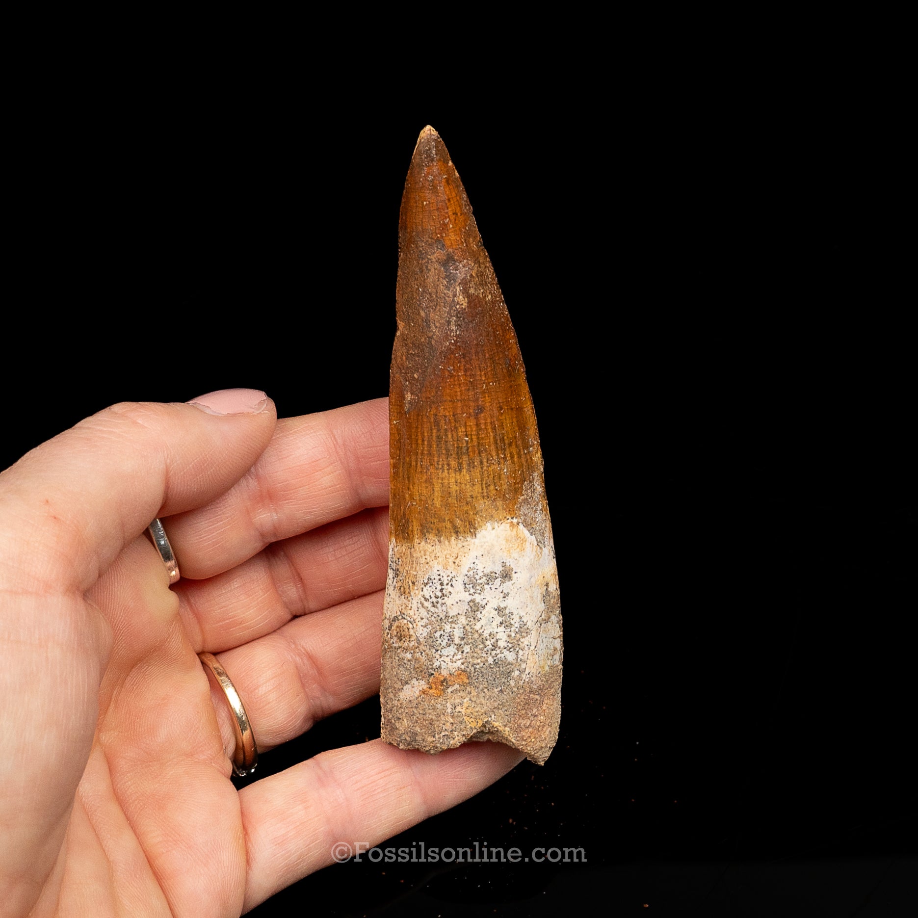 Spinosaurus Dinosaur Tooth Lg Case