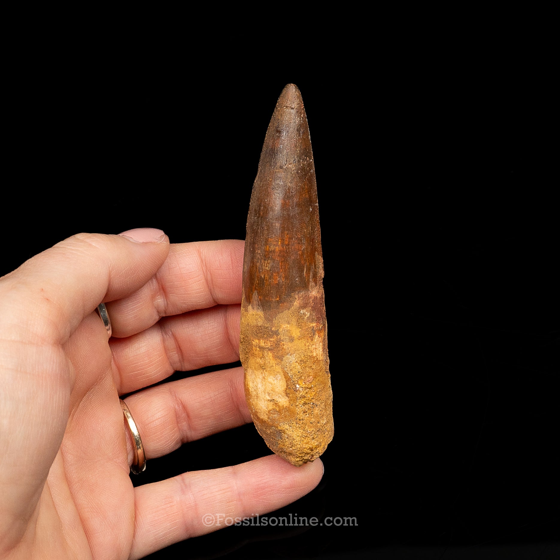 Spinosaurus Dinosaur Tooth Lg Case