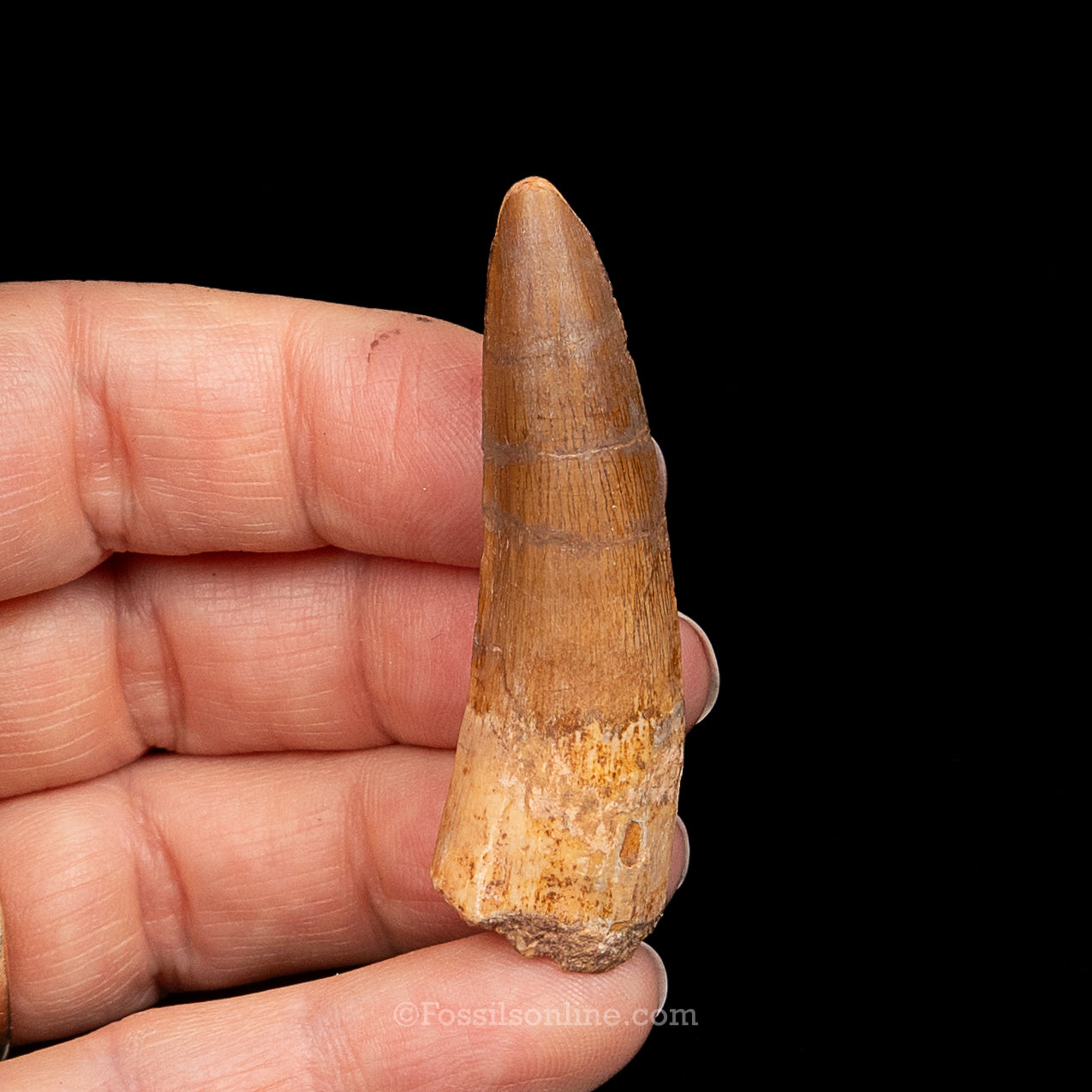 Spinosaurus Dinosaur Tooth Med Case