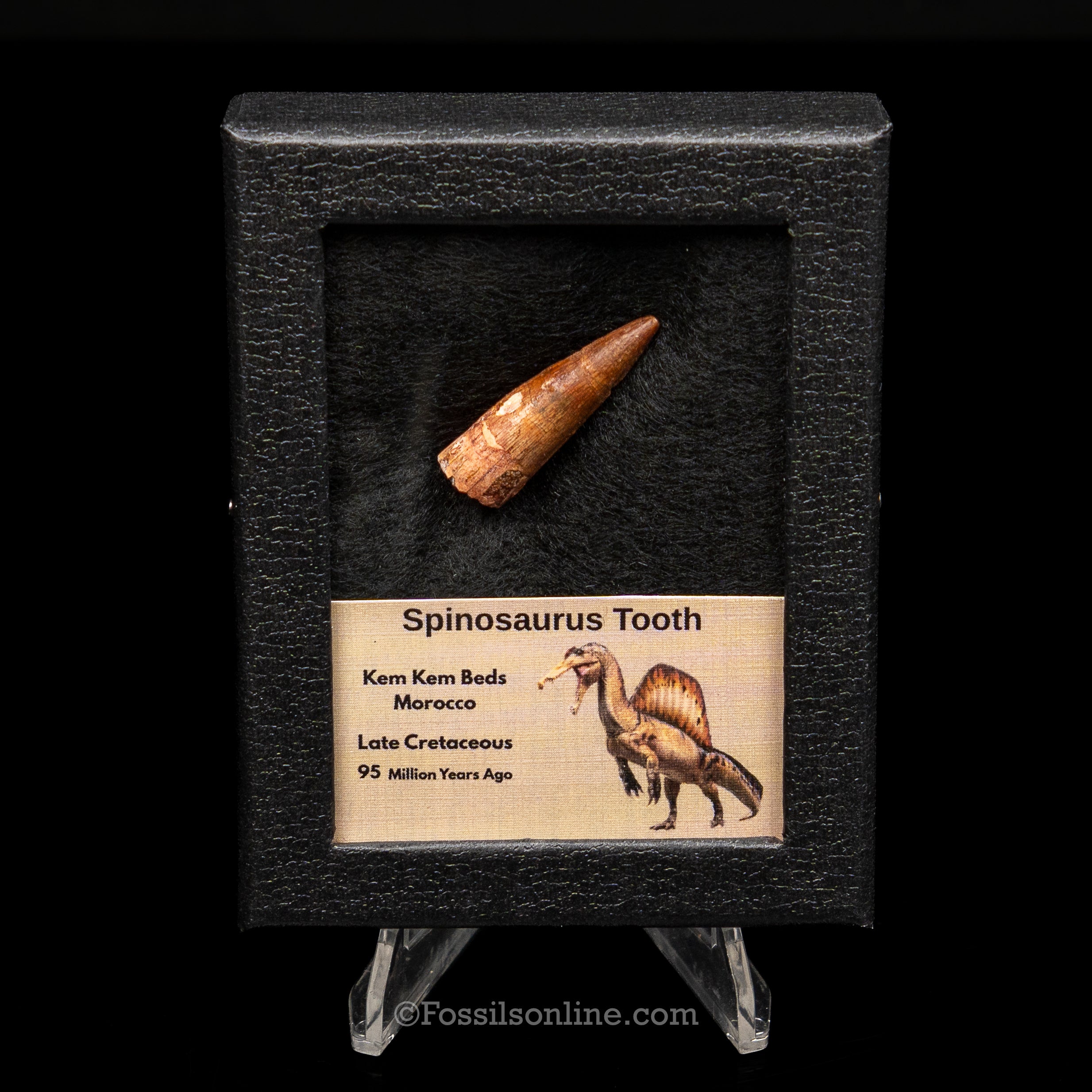 Premium Spinosaurus Dinosaur Tooth Sm Case