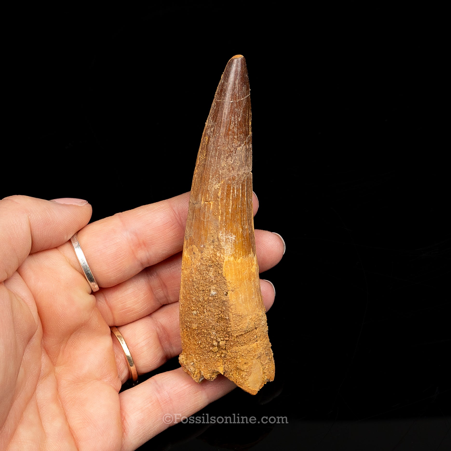 Spinosaurus Dinosaur Tooth Lg Case
