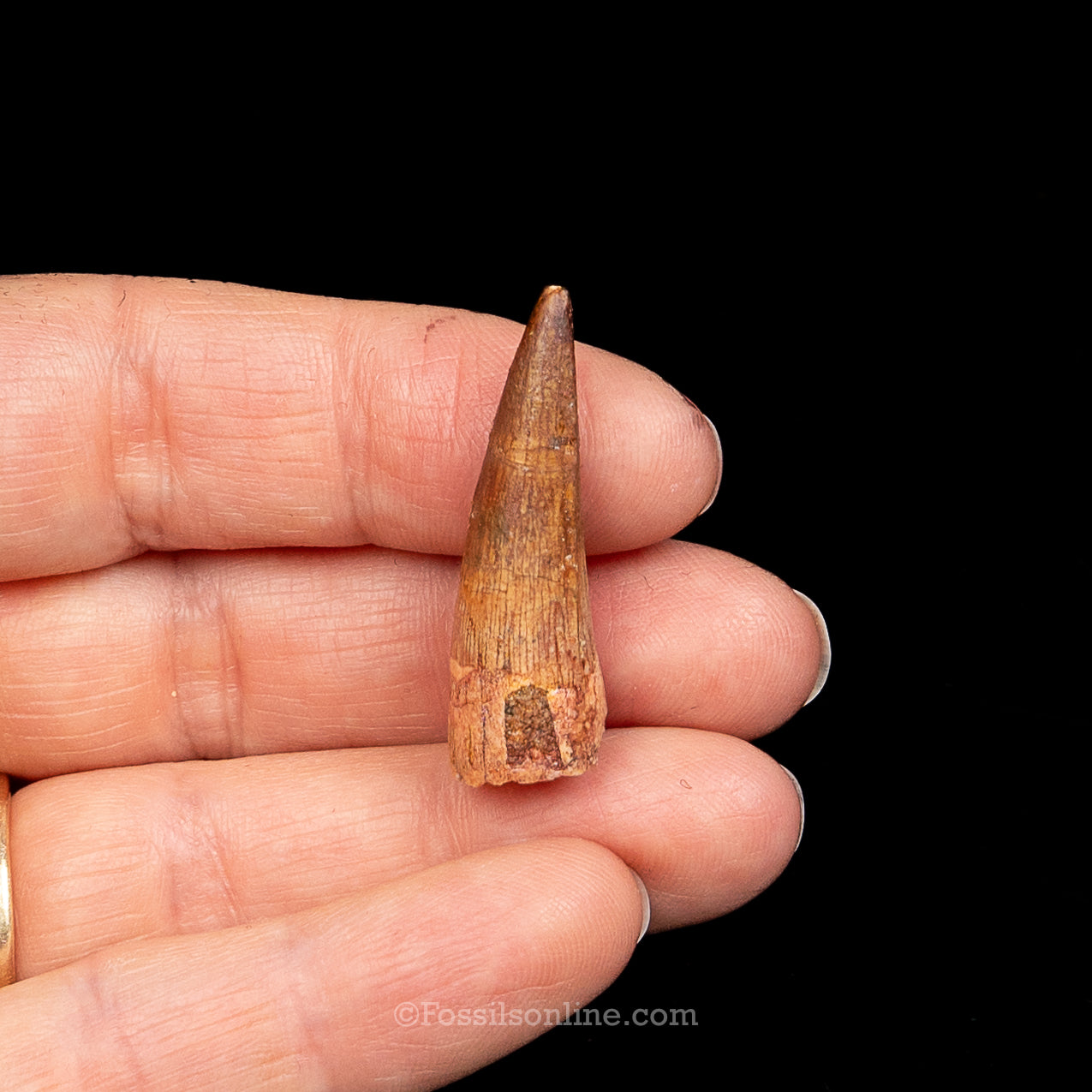 Premium Spinosaurus Dinosaur Tooth Sm Case