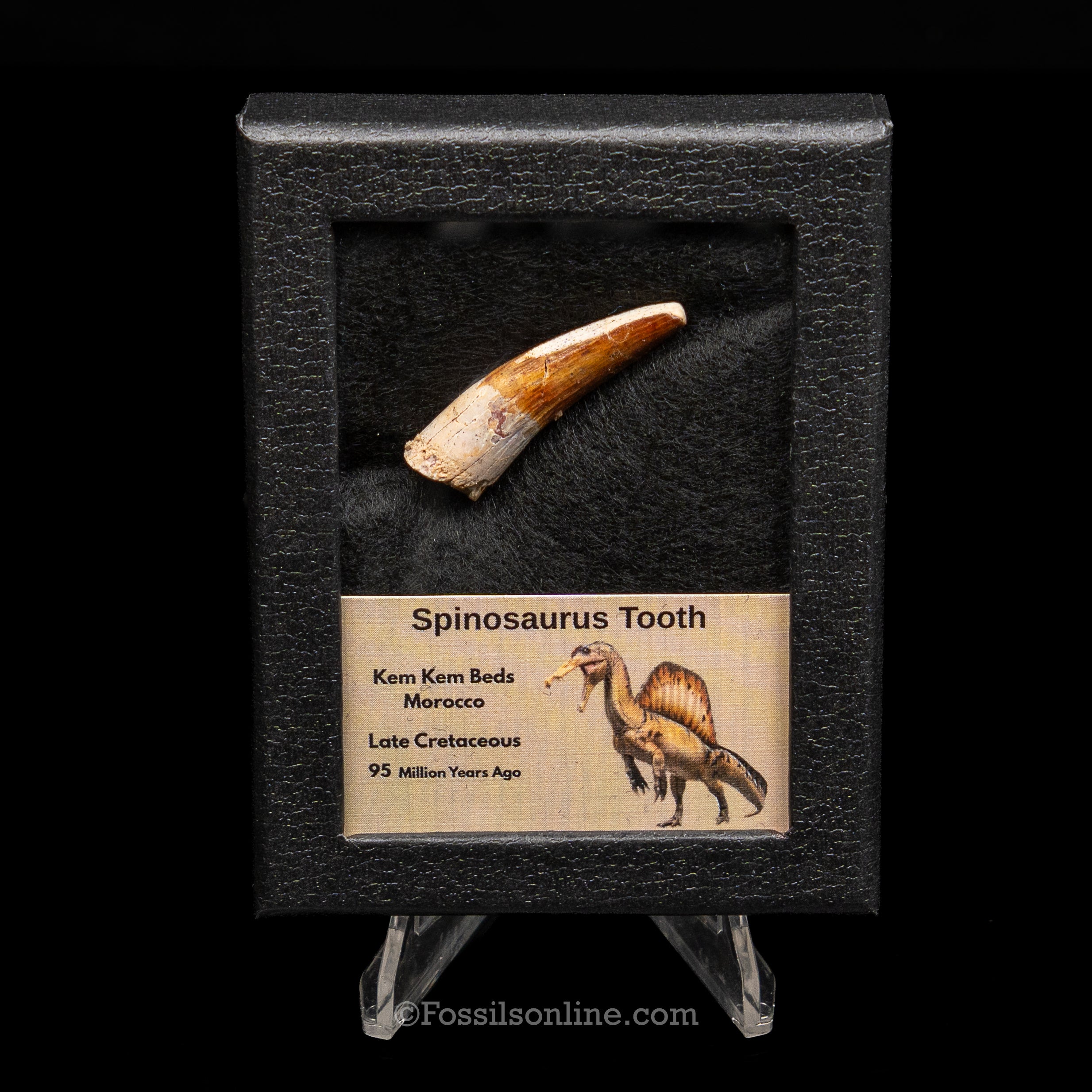 Spinosaurus Dinosaur Tooth Sm Case