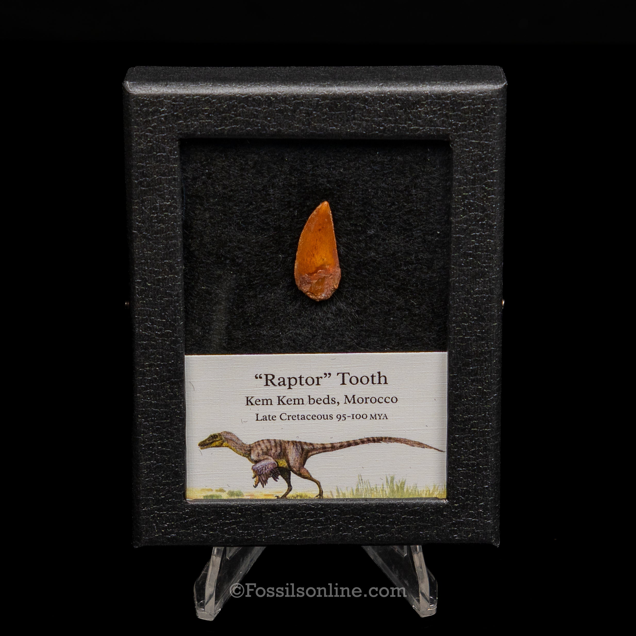Choice Theropod Dinosaur Tooth "Raptor" in a sm display case