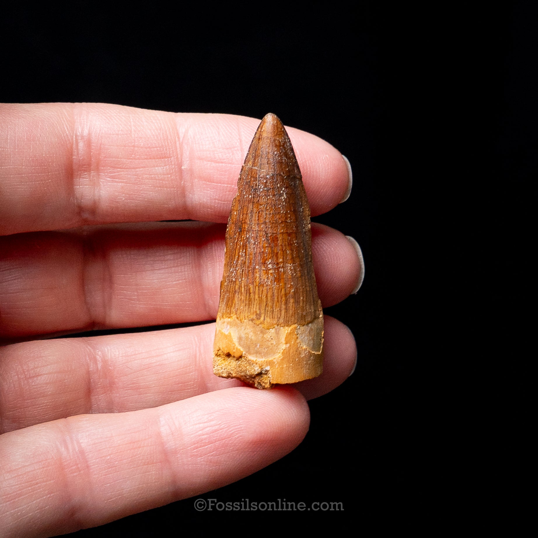 Premium Spinosaurus Dinosaur Tooth Sm Case