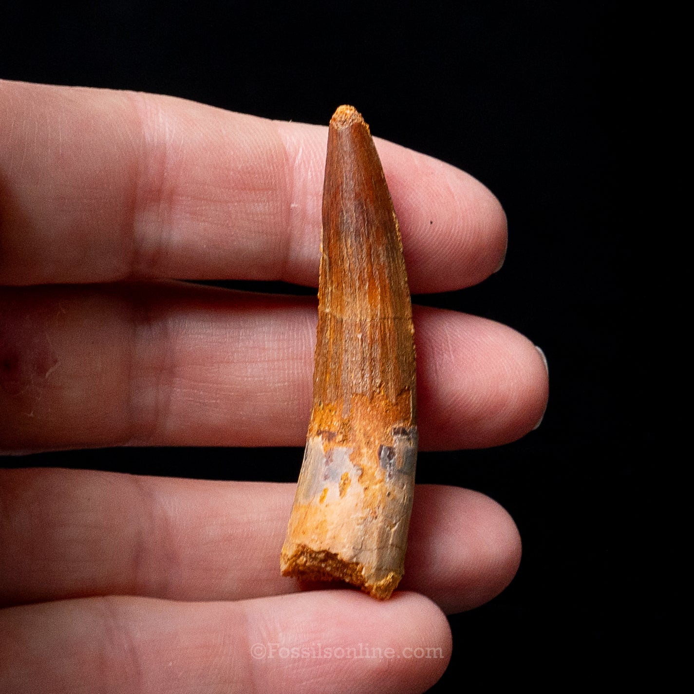 Premium Spinosaurus Dinosaur Tooth Sm Case