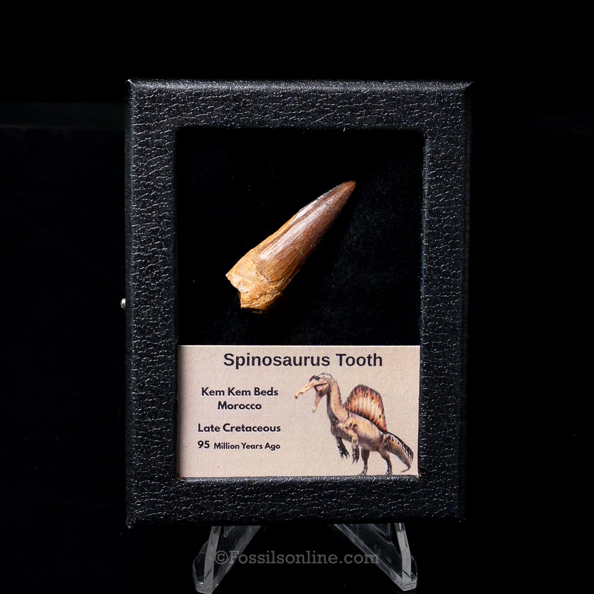 Premium Spinosaurus Dinosaur Tooth Sm Case