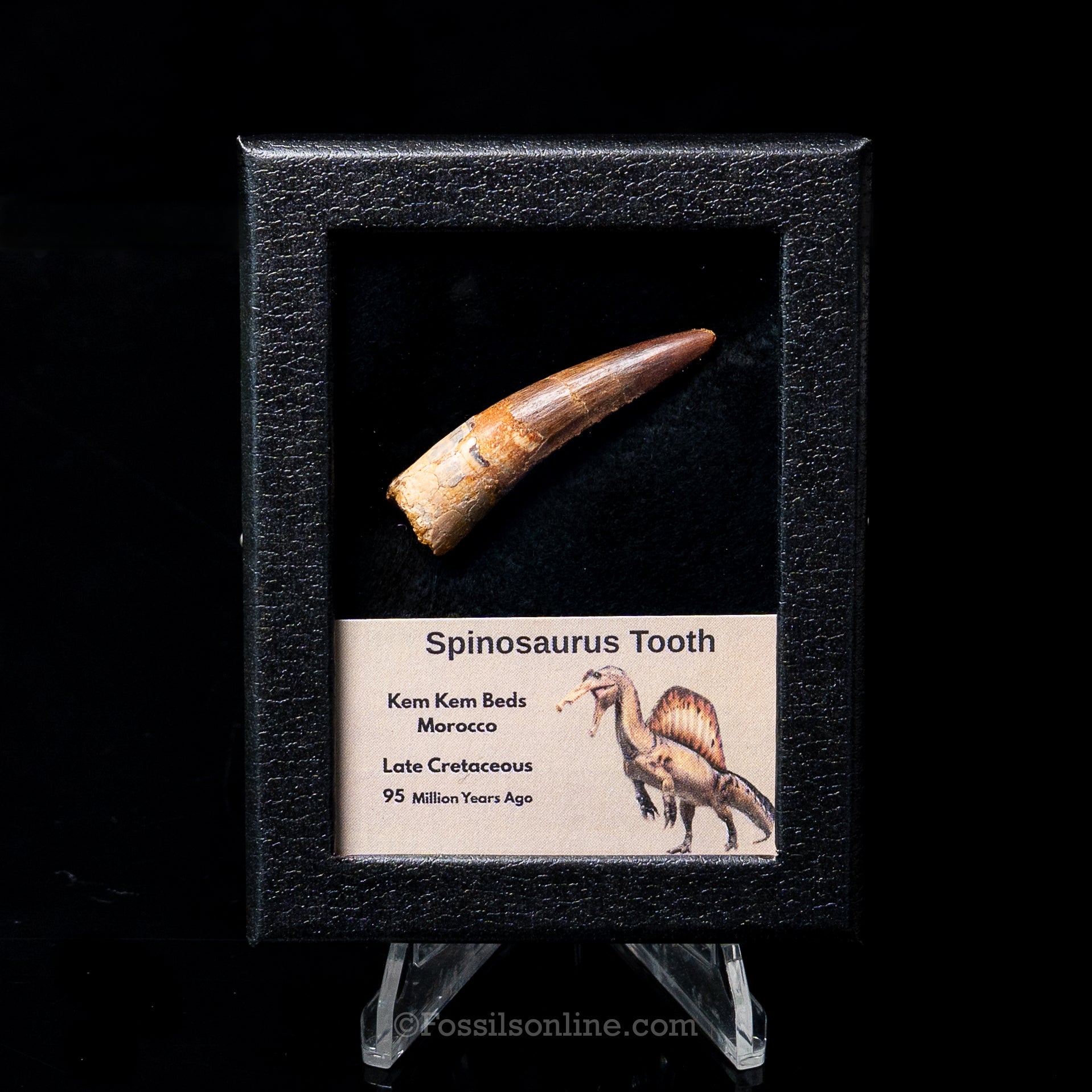 Premium Spinosaurus Dinosaur Tooth Sm Case