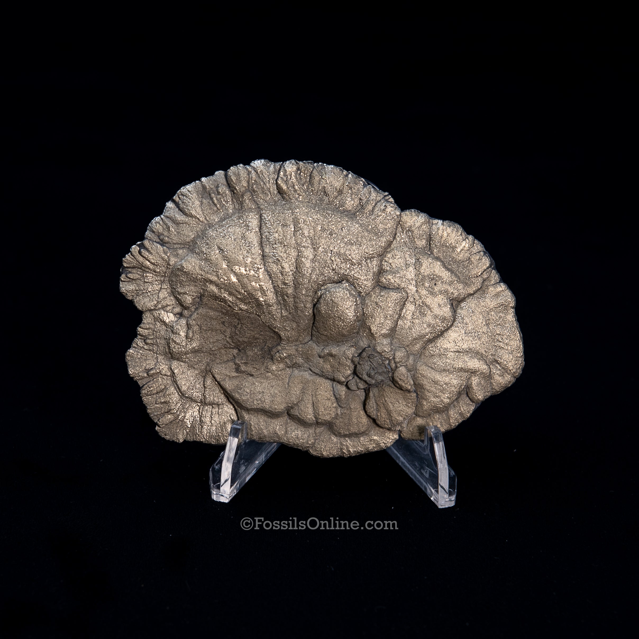 Pyrite Sun / Miner's Dollar 3.80"