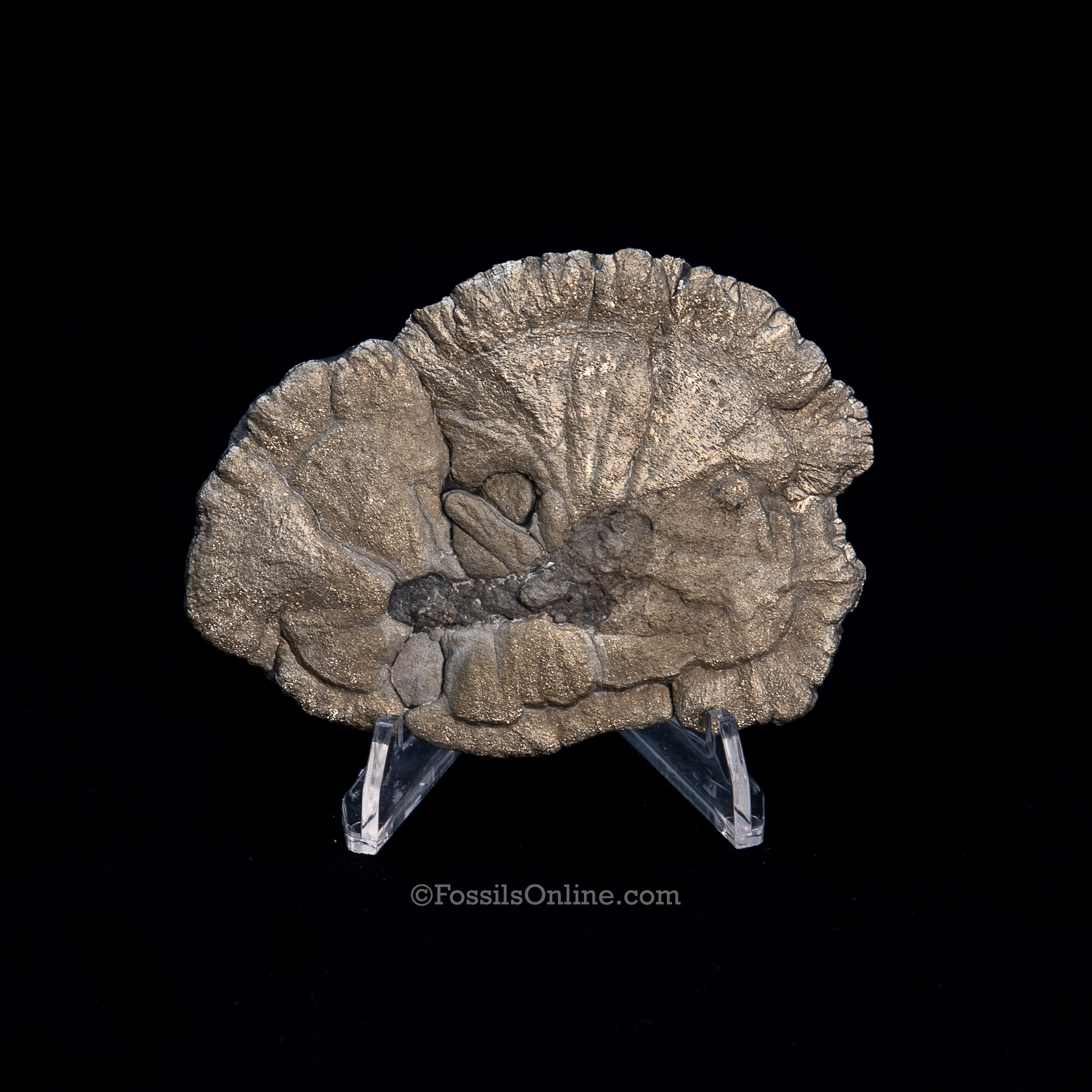 Pyrite Sun / Miner's Dollar 3.80"
