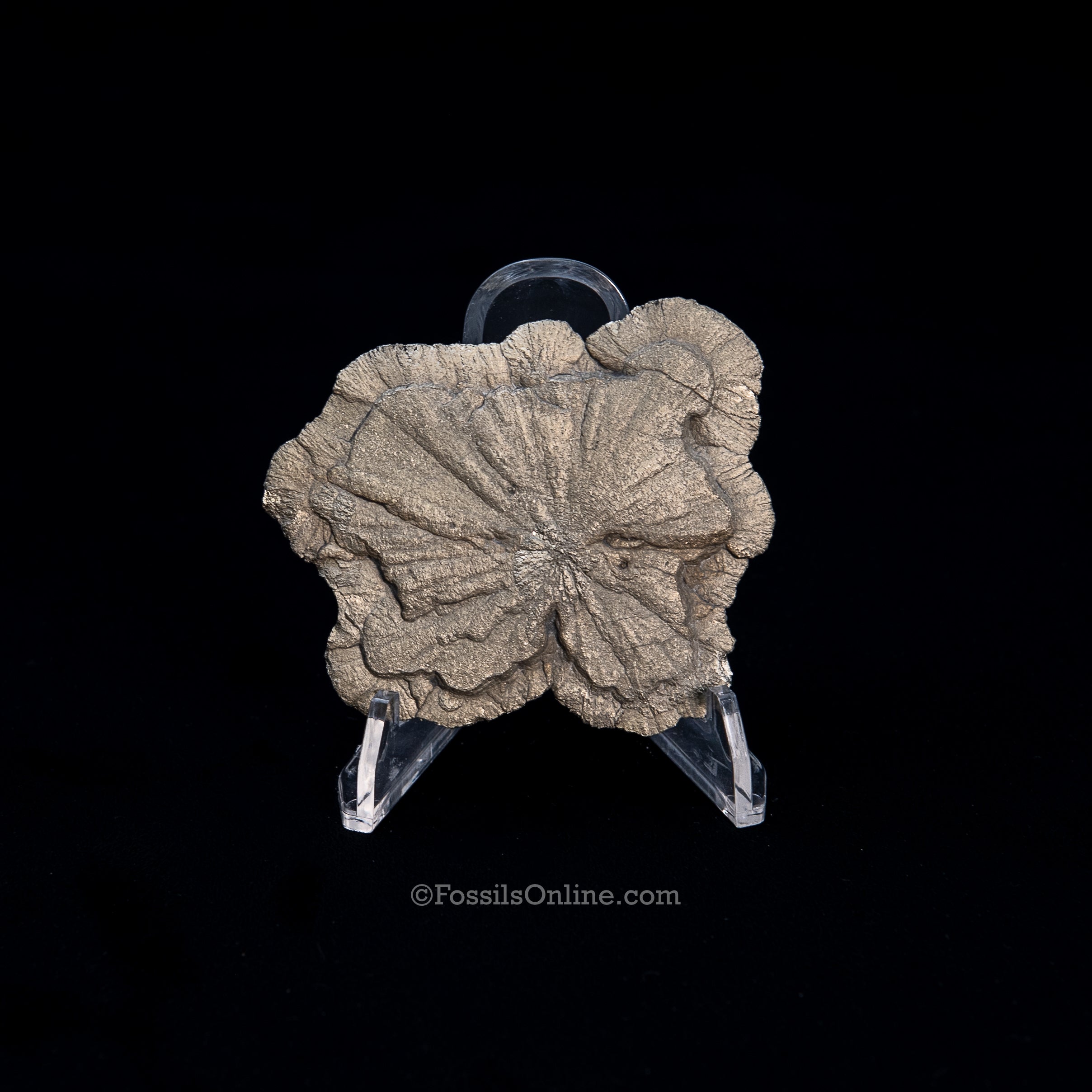 Pyrite Sun / Miner's Dollar 2.70"