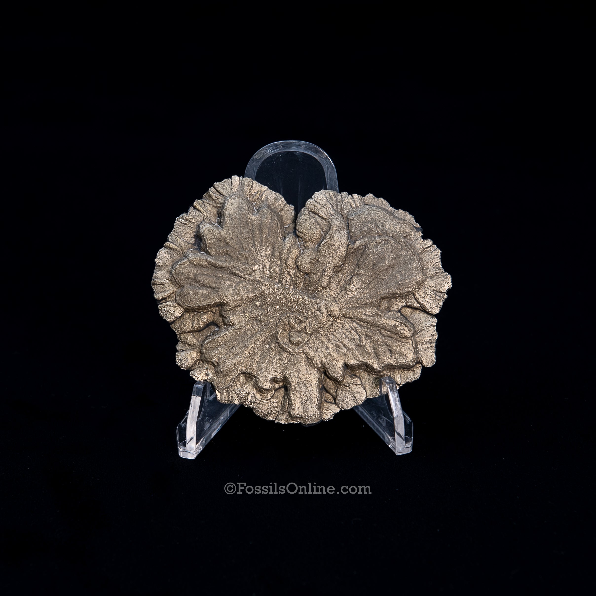Pyrite Sun / Miner's Dollar 2.85"